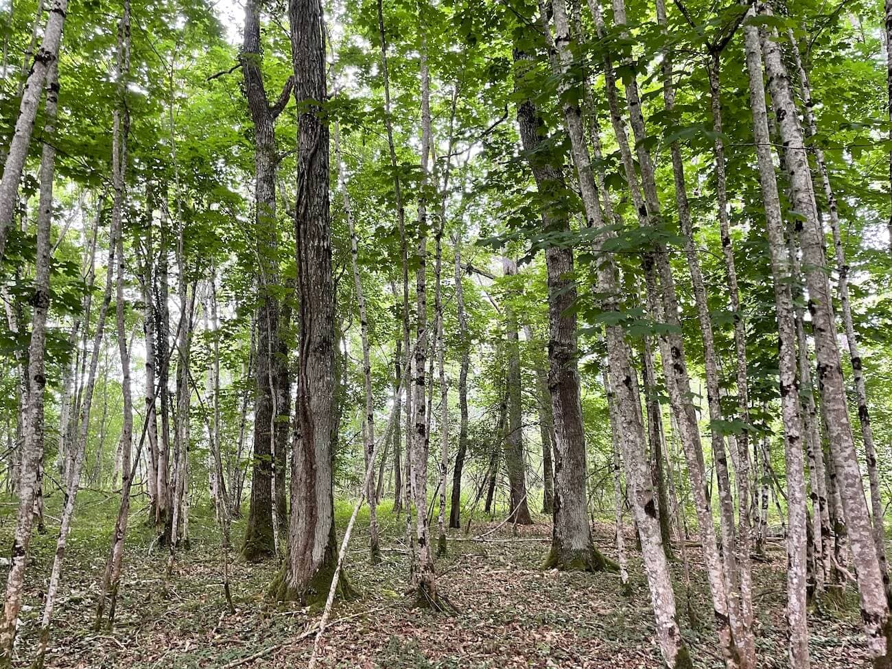 FORÊT FEUILLUE DOMINÉE PAR LE CHÊNE - COTE D'OR -