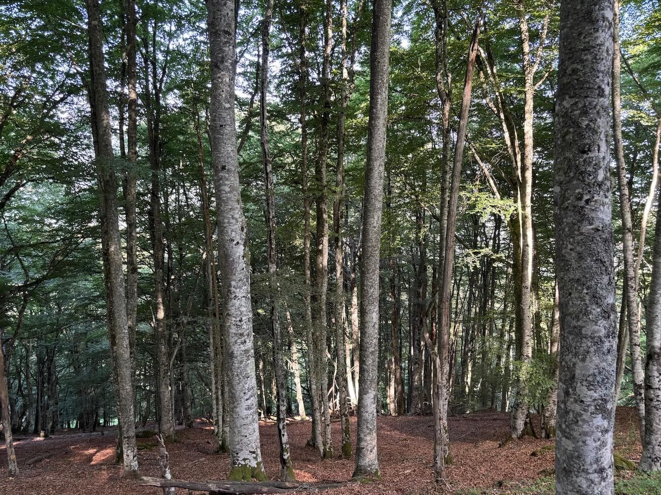 Remarquable forêt mixte au cœur des Hautes-Pyrénées - Image 5