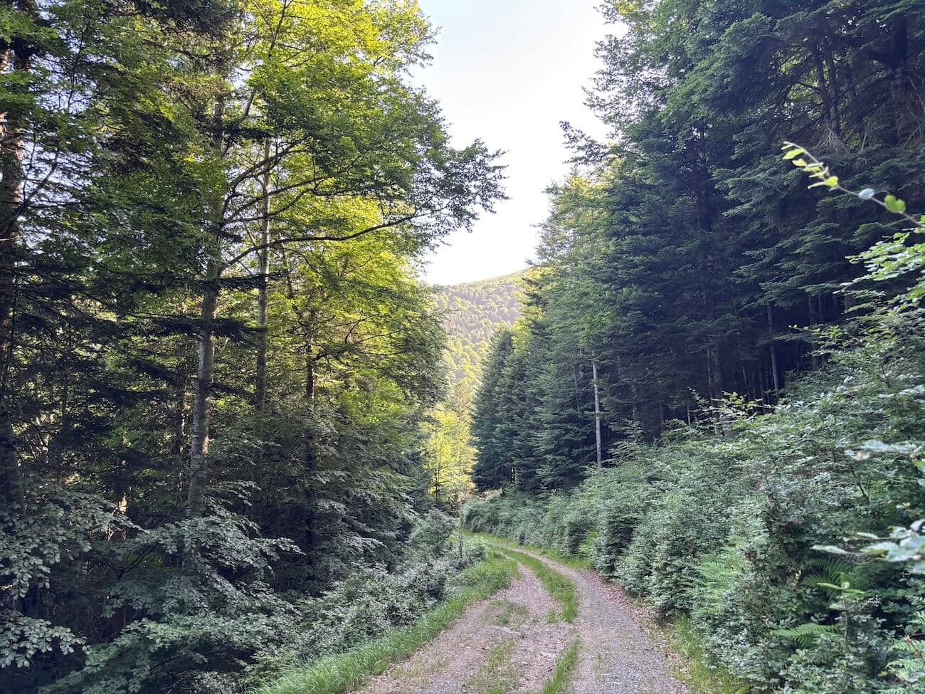 Remarquable forêt mixte au cœur des Hautes-Pyrénées - Image 4