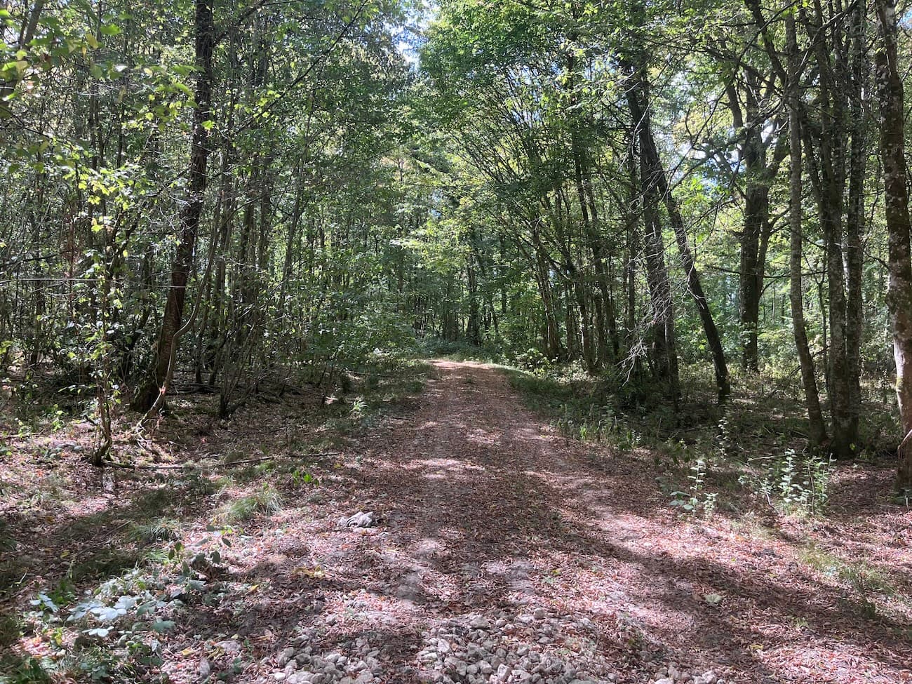 Belle forêt de feuillus de 33 ha - Image 10