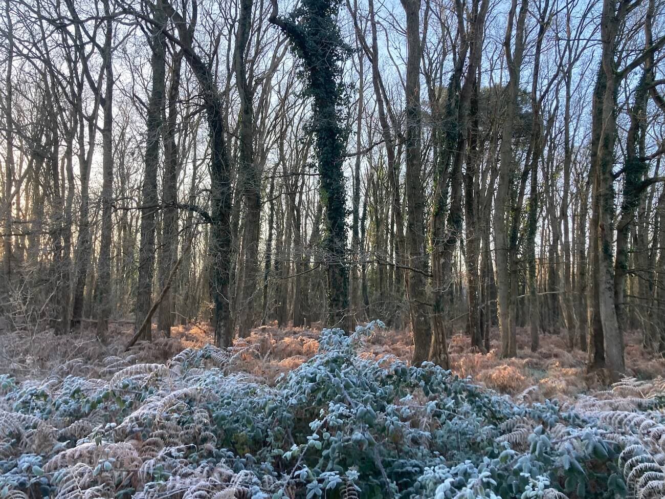 Propriété de chasse et pêche : deux étangs et parcelles boisées - Image 8