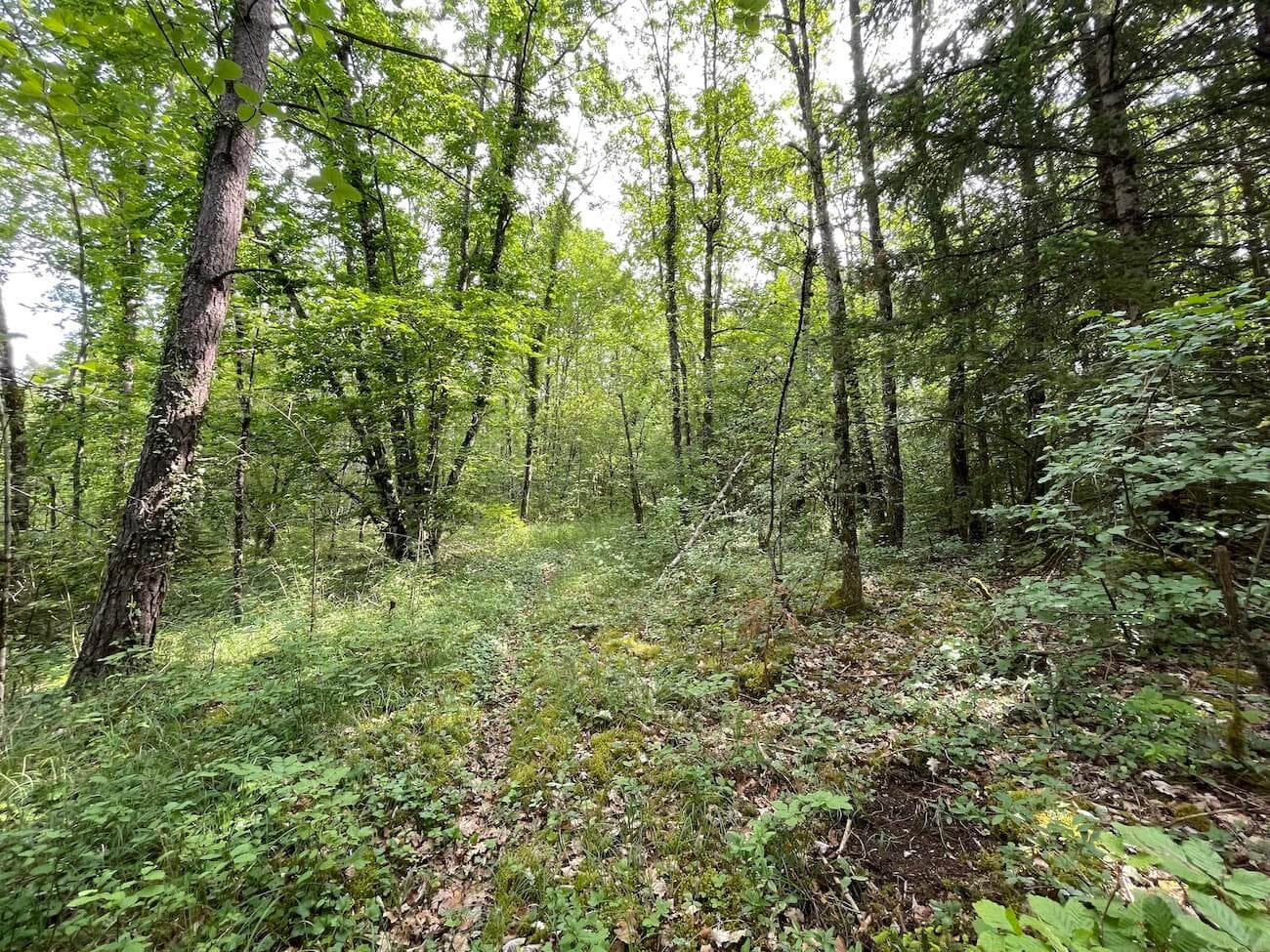 FORÊT FEUILLUE DOMINÉE PAR LE CHÊNE - COTE D'OR - - Image 2