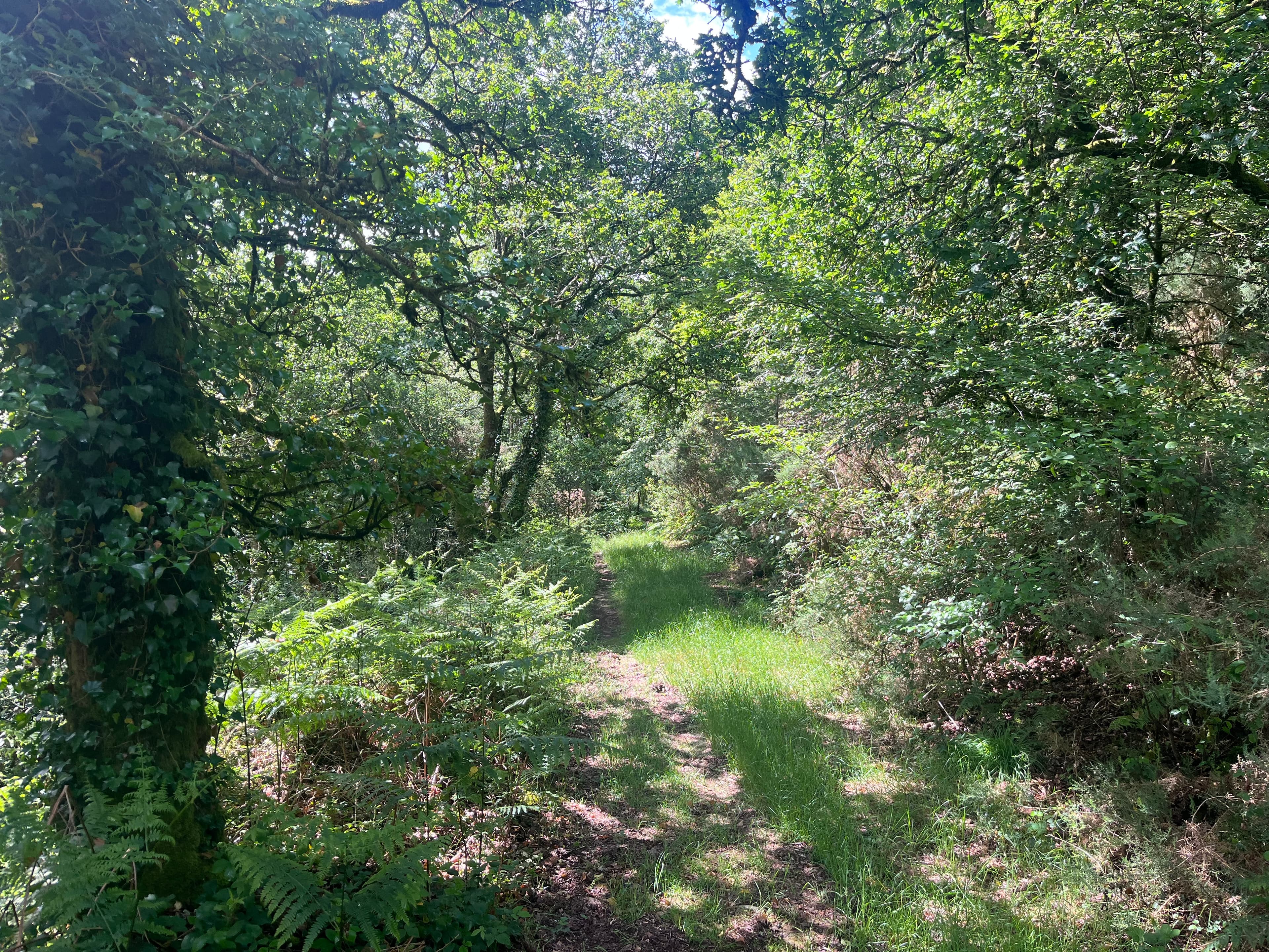 Forêt mixte à bon potentiel dans le Morbihan - Image 8
