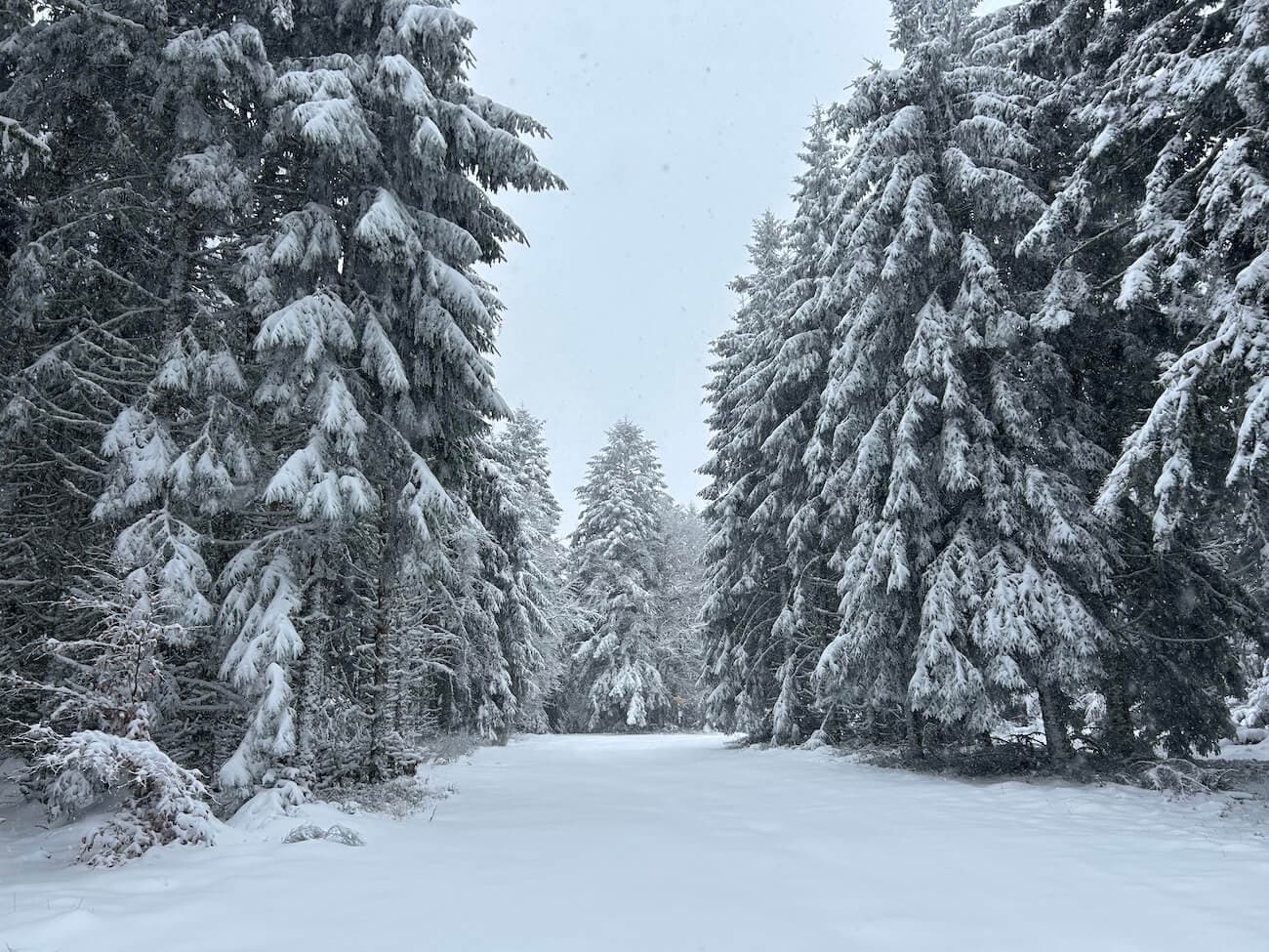Exceptionnelle forêt de sapins de moyenne montagne - Puy de Dôme - Image 4
