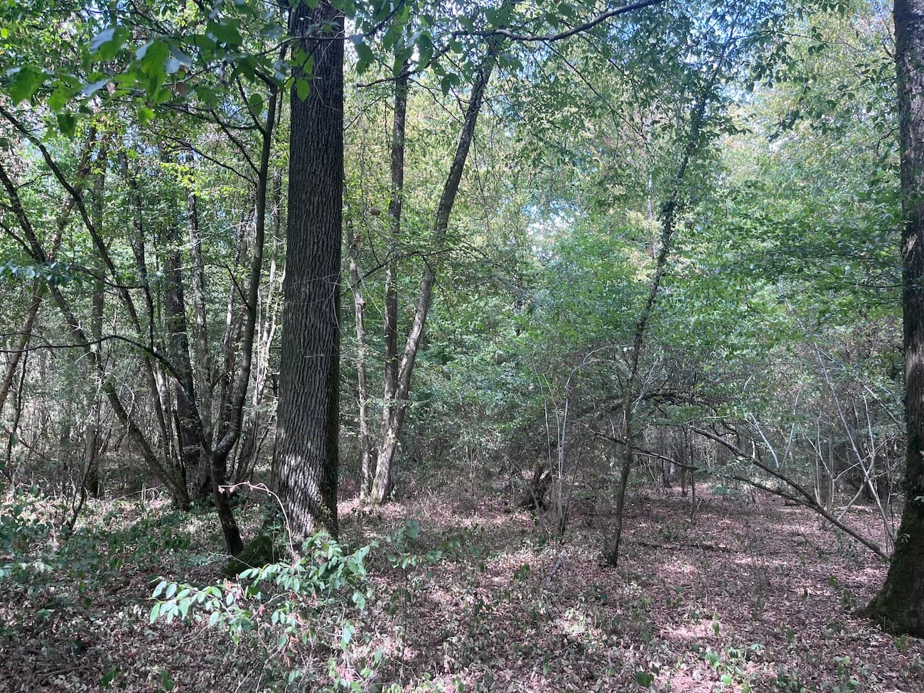 Belle forêt de feuillus de 33 ha - Image 3