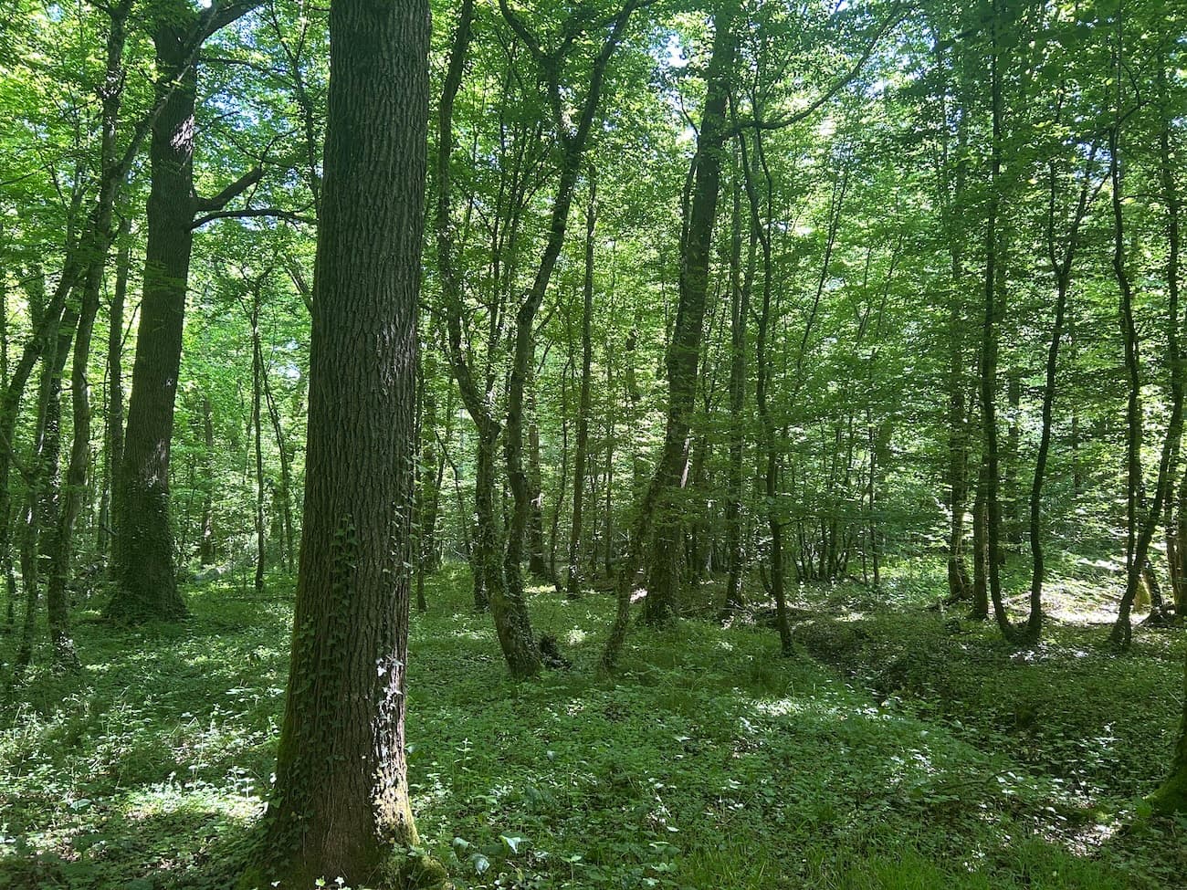 FORET DE PRODUCTION DE CHENE - ALLIER -