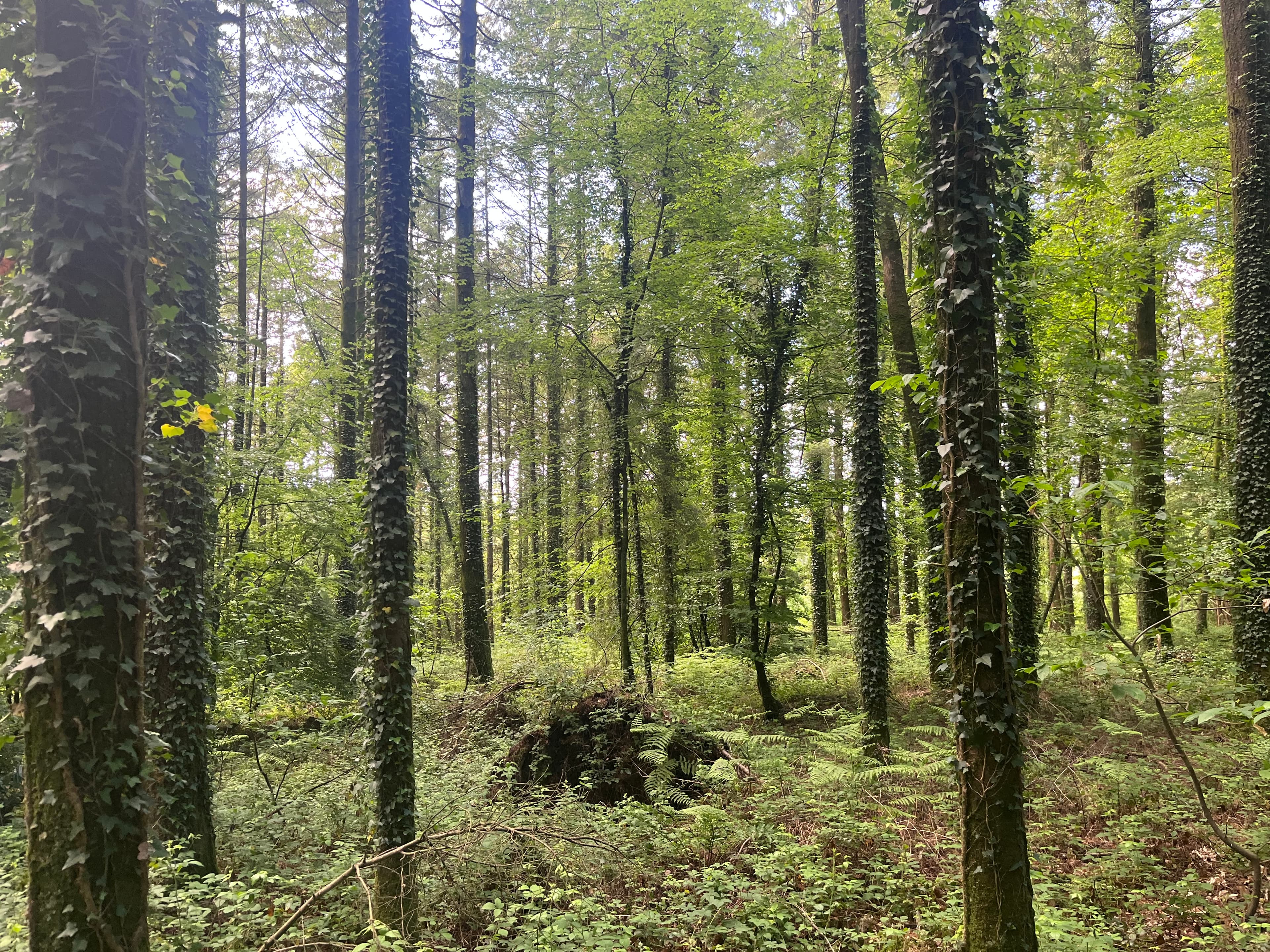 Forêt mixte à bon potentiel dans le Morbihan - Image 9
