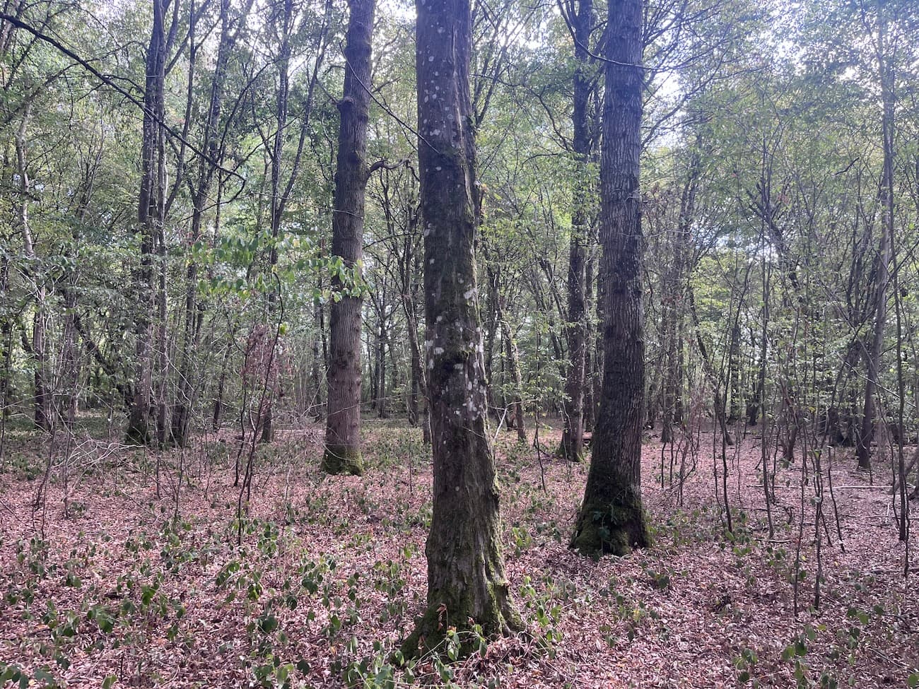 Belle forêt de feuillus de 33 ha - Image 5