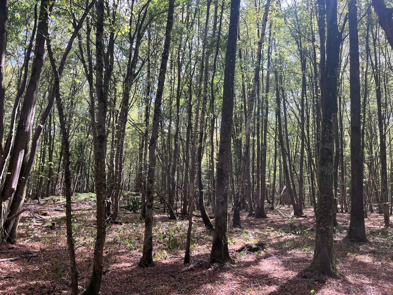 Belle forêt de feuillus de 33 ha - Image 8