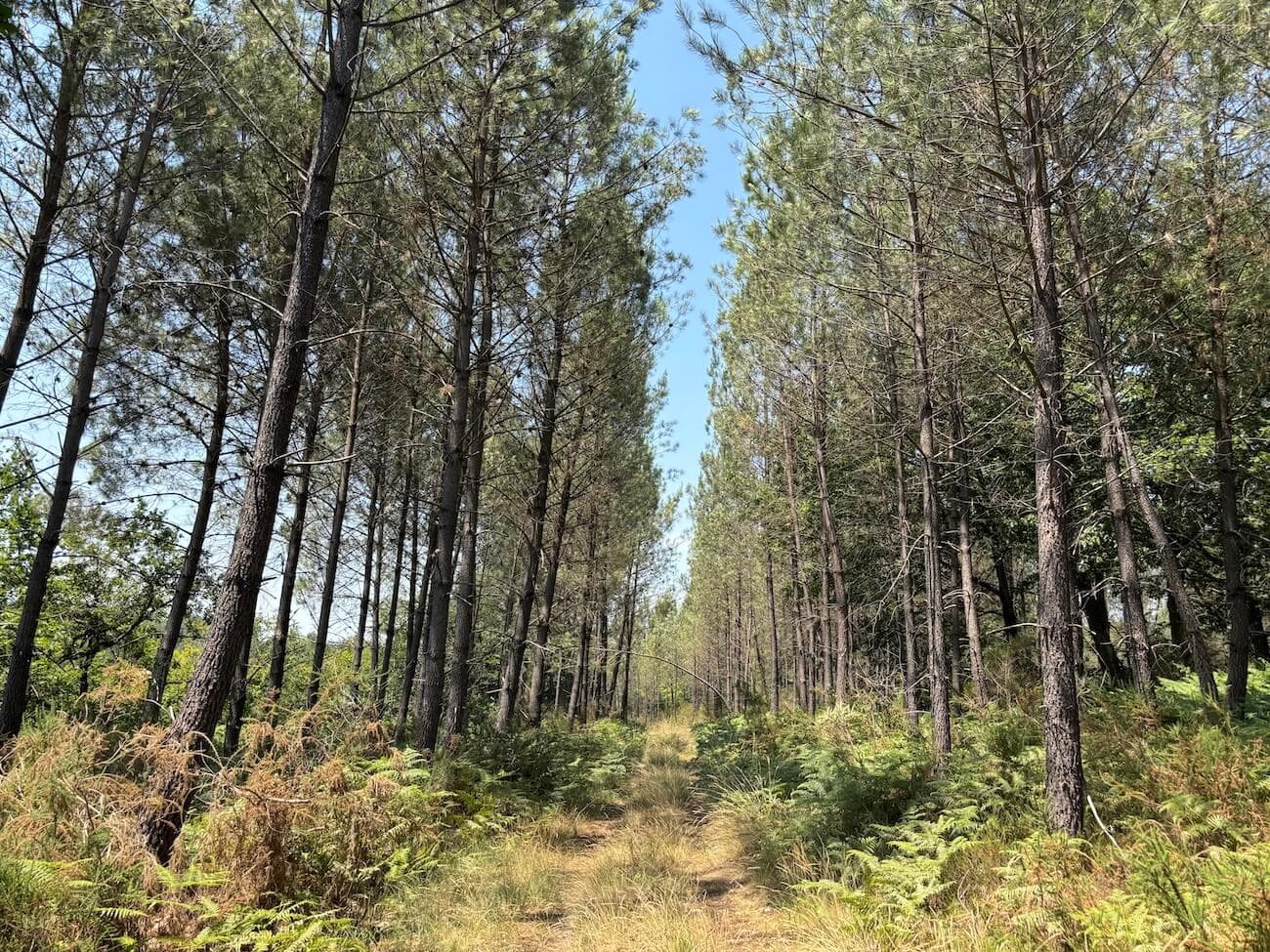 FORÊT MIXTE À FORT POTENTIEL CYNÉGÉTIQUE - DORDOGNE - Image 3