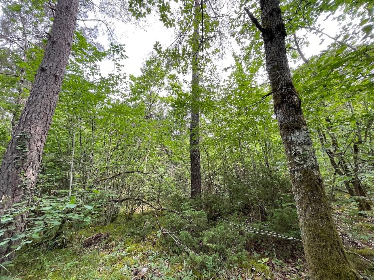 FORÊT FEUILLUE DOMINÉE PAR LE CHÊNE - COTE D'OR - - Image 3