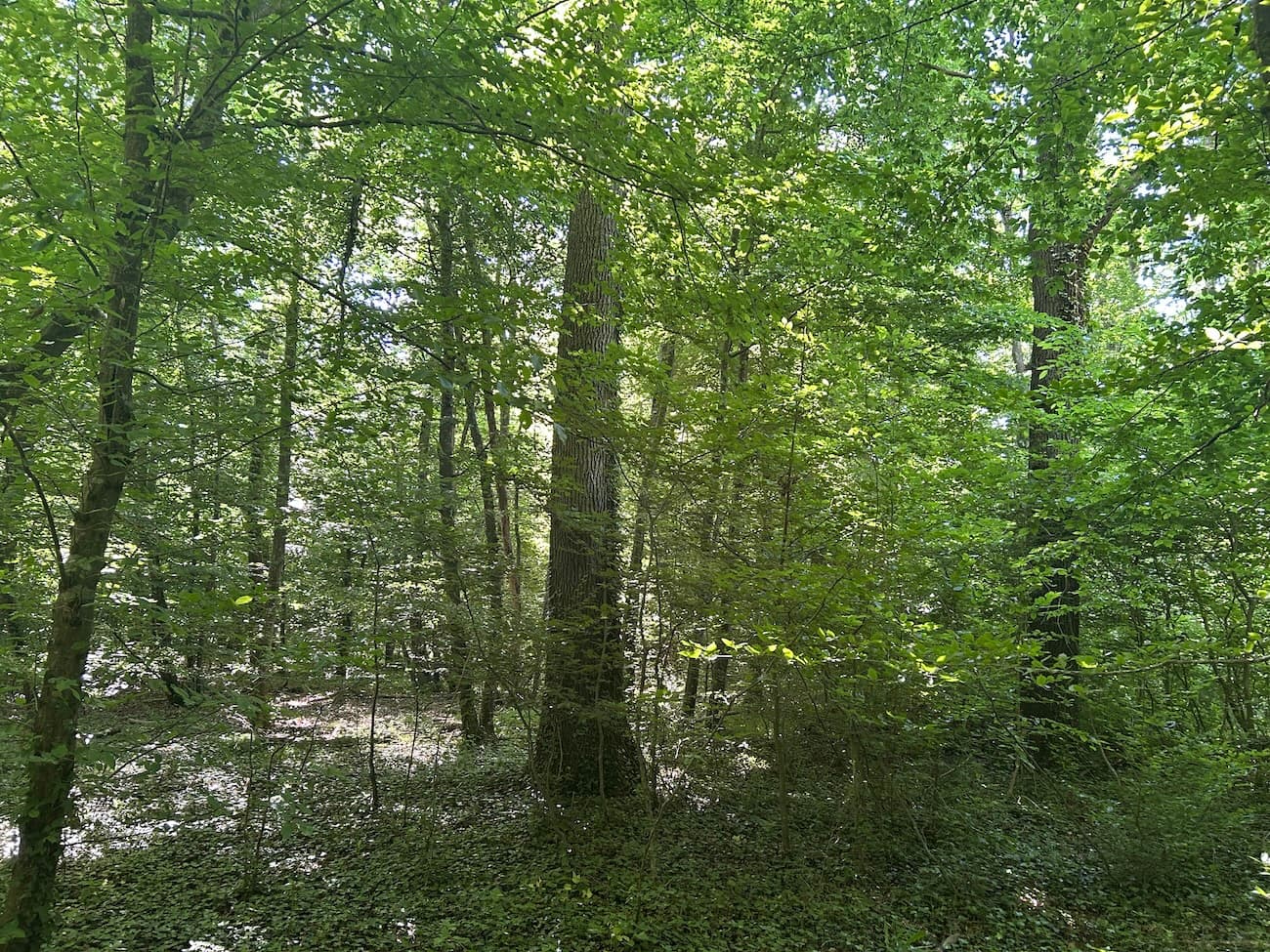 FORET DE PRODUCTION DE CHENE - ALLIER - - Image 4