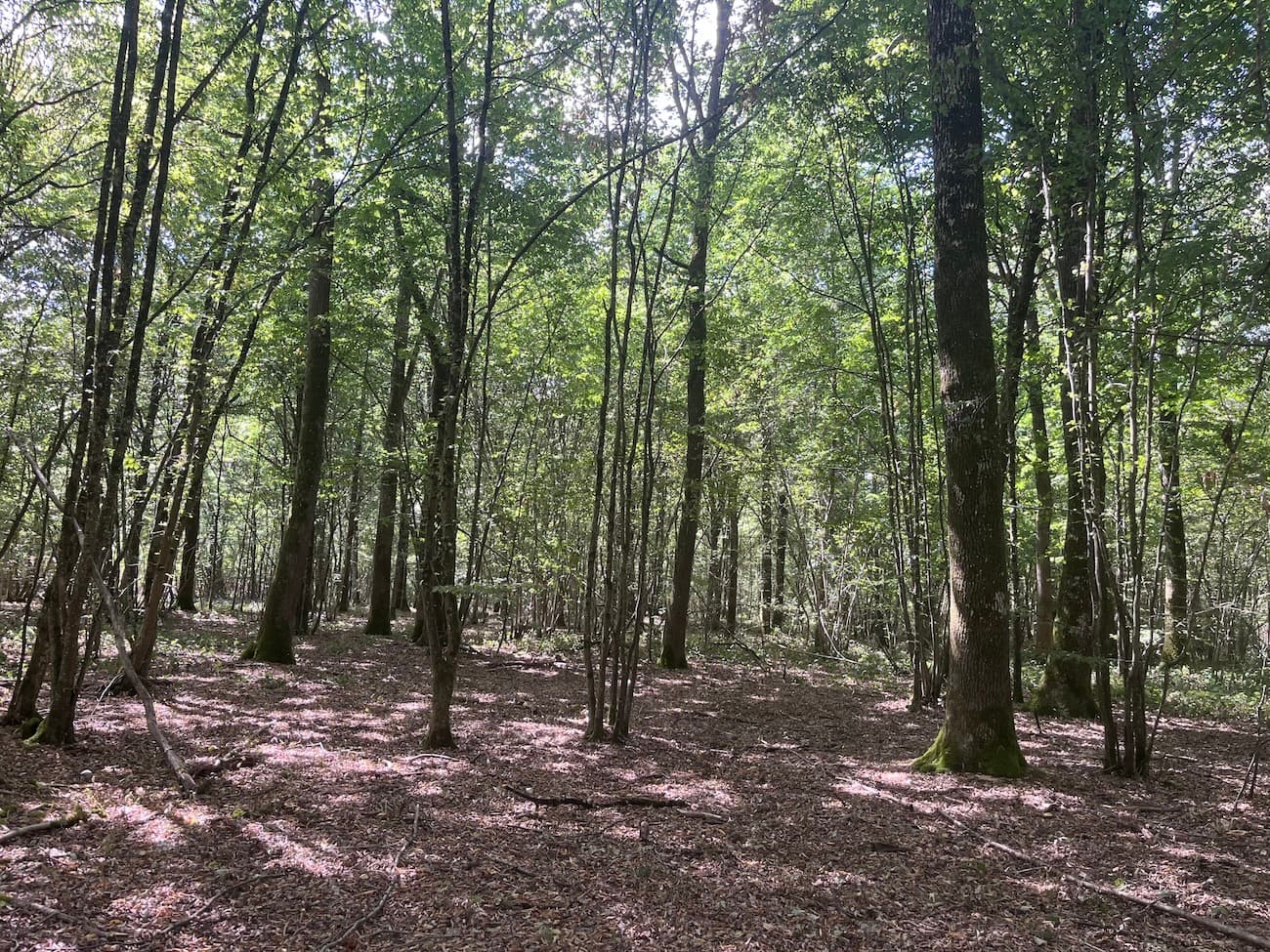 Belle forêt de feuillus de 33 ha - Image 6