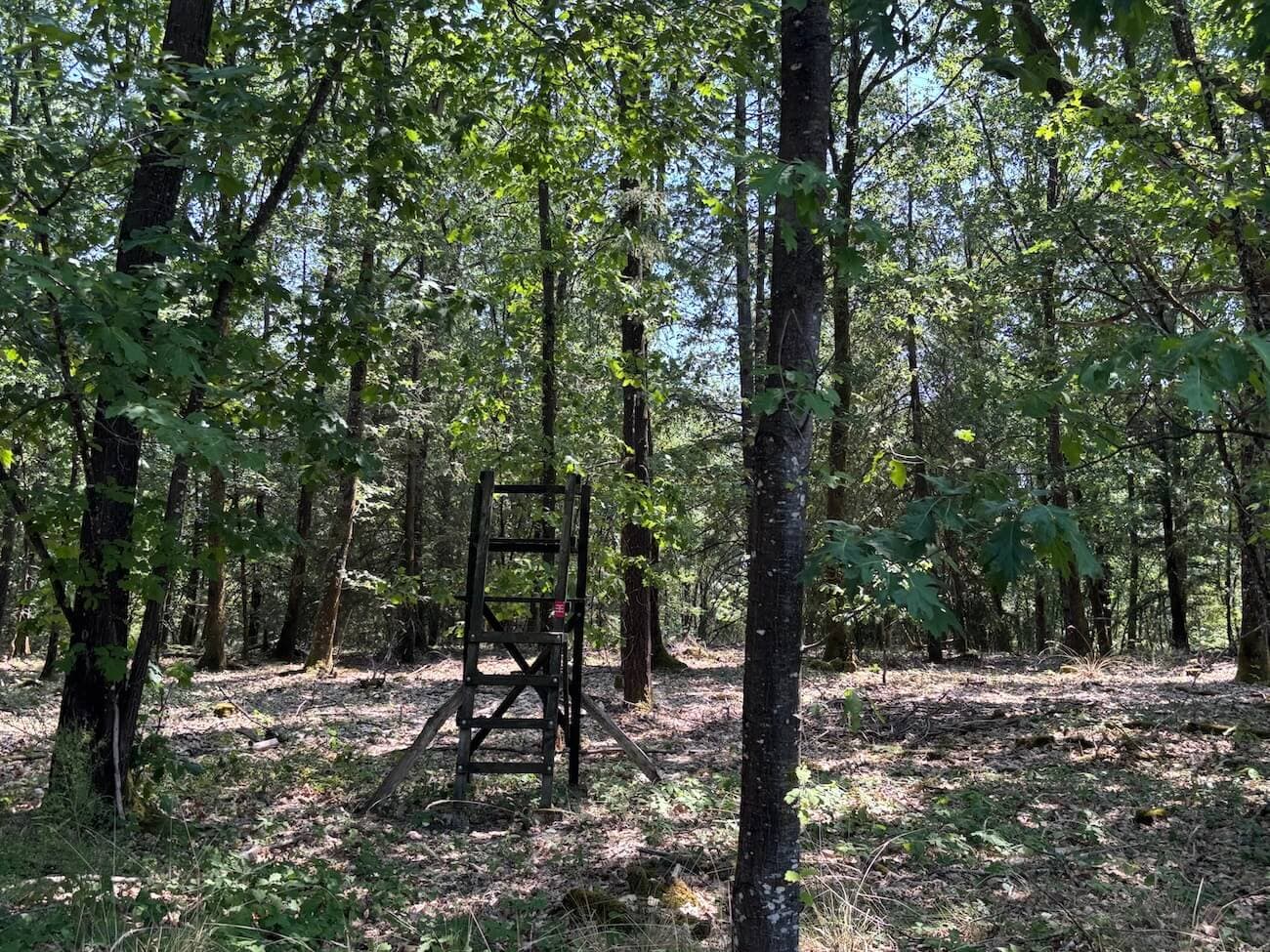 FORÊT MIXTE À FORT POTENTIEL CYNÉGÉTIQUE - DORDOGNE