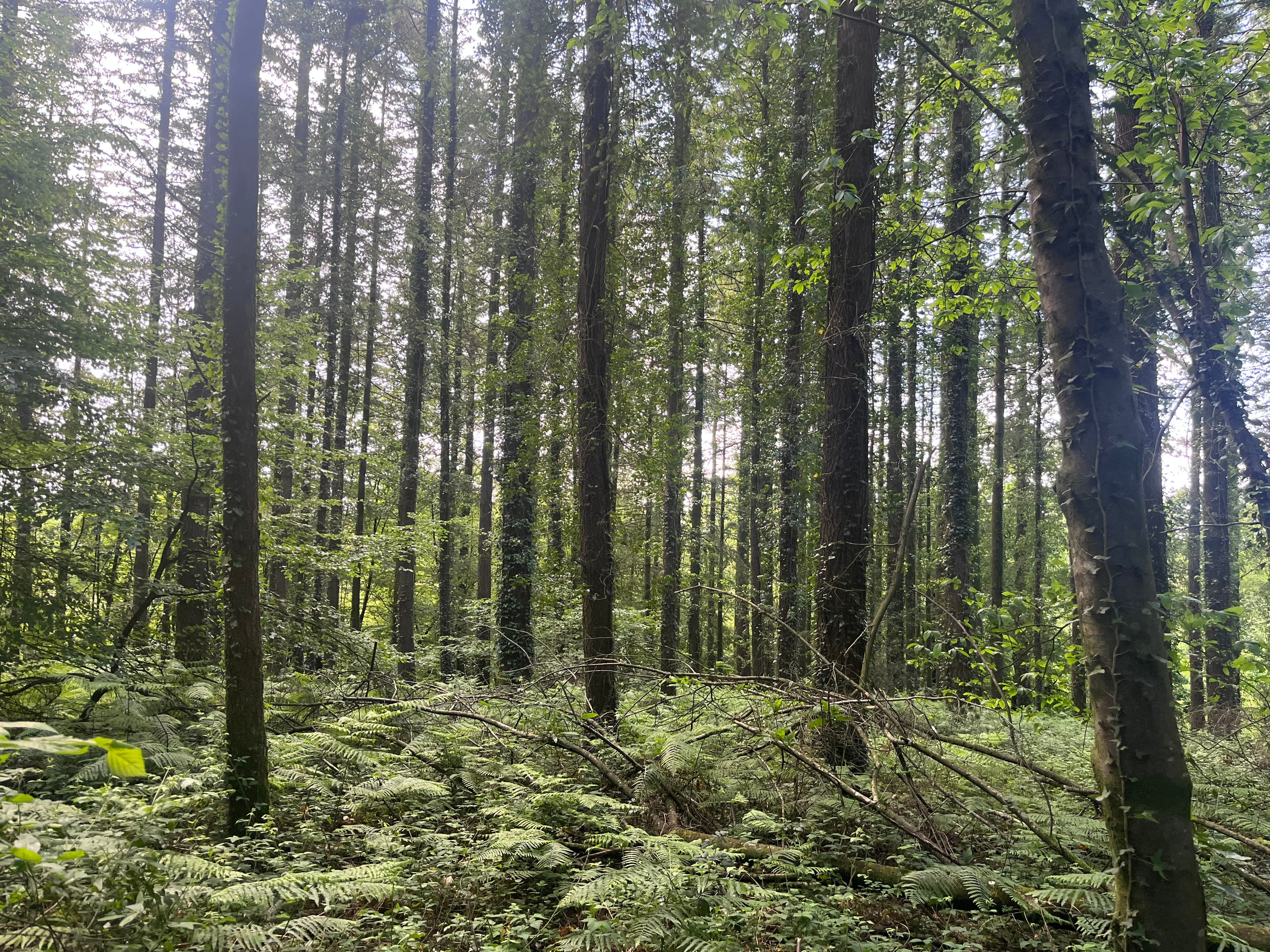 Forêt mixte à bon potentiel dans le Morbihan - Image 10