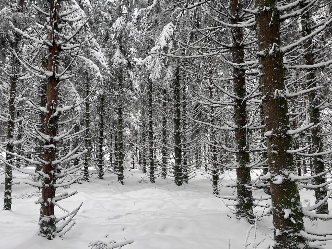 Exceptionnelle forêt de sapins de moyenne montagne - Puy de Dôme - Image 6