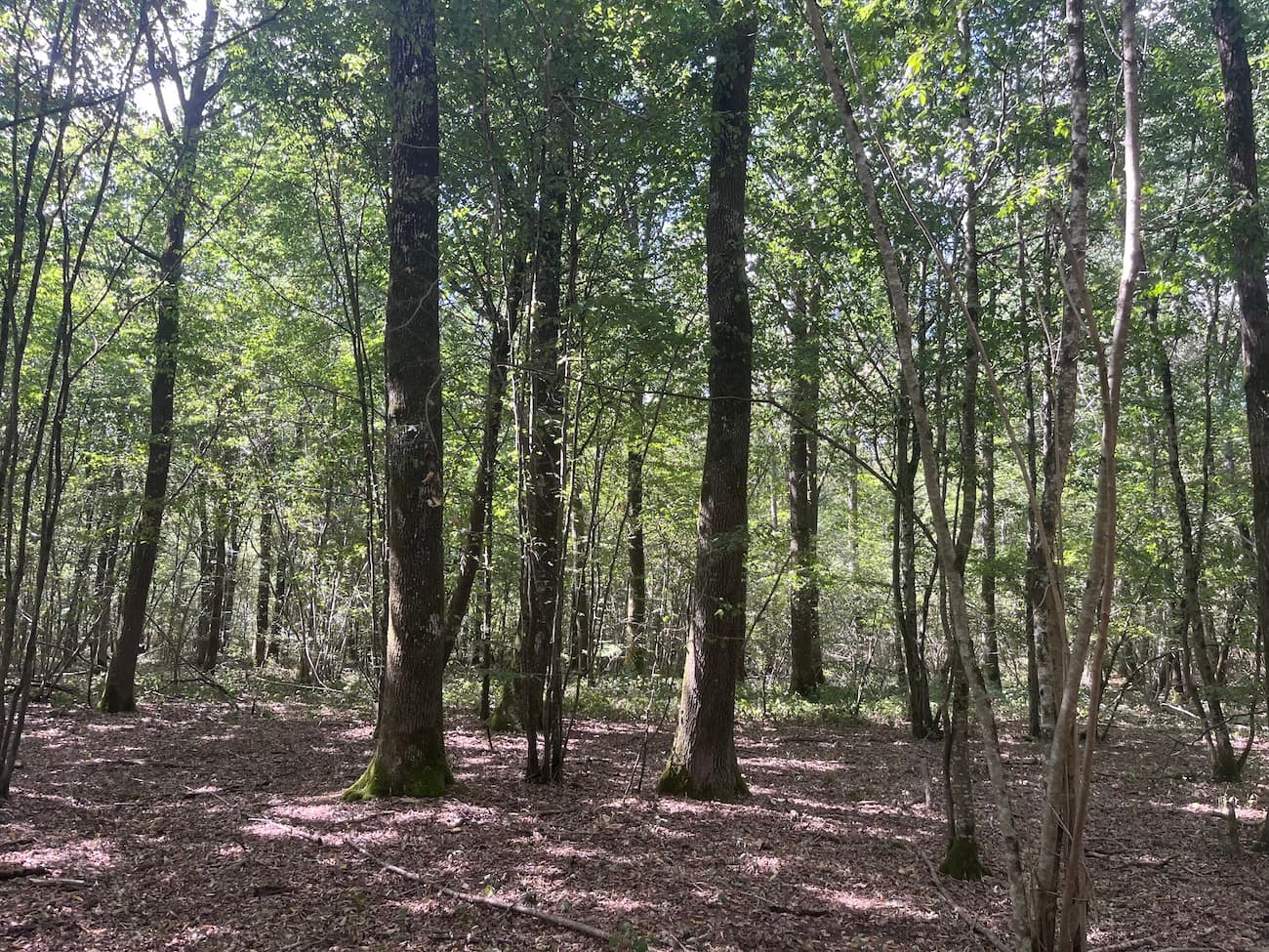 Belle forêt de feuillus de 33 ha - Image 9