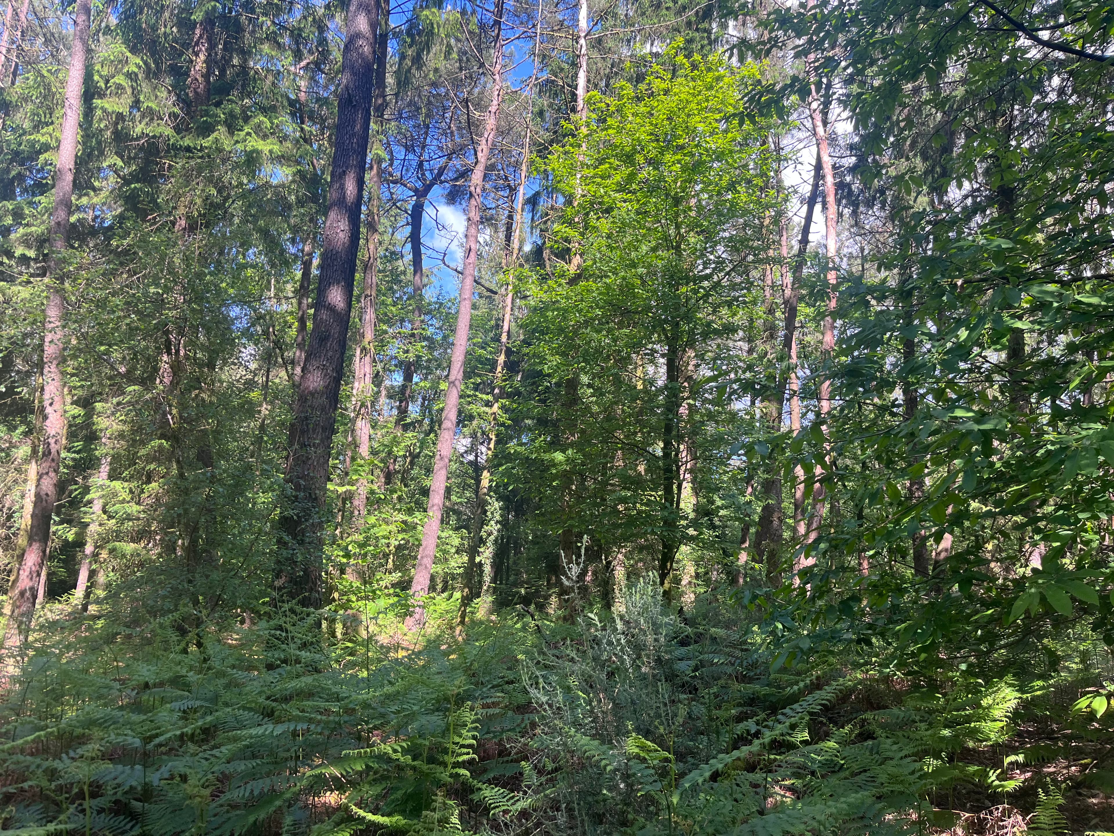Forêt mixte à bon potentiel dans le Morbihan - Image 7