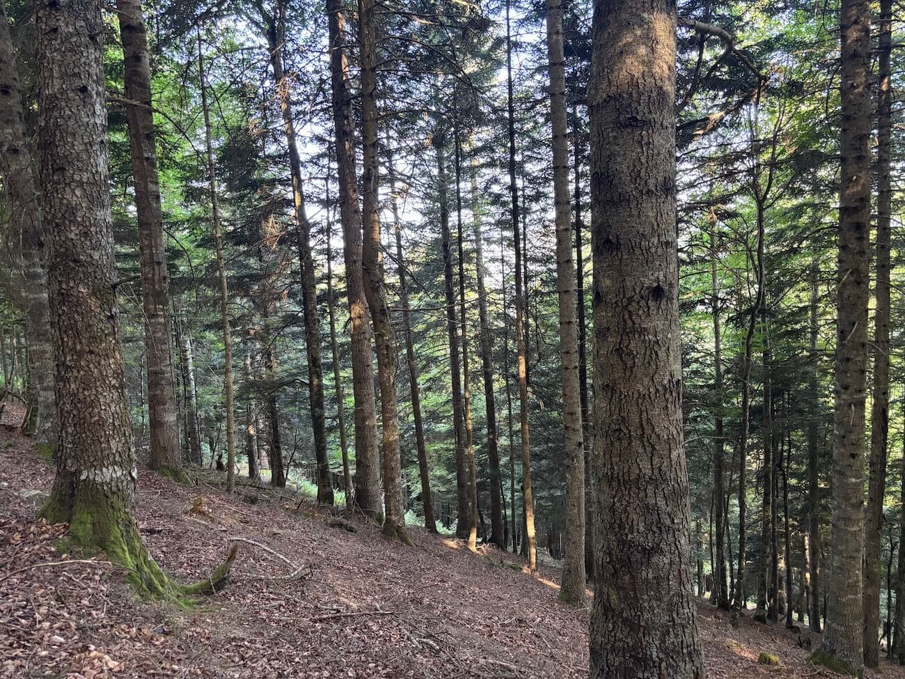 Remarquable forêt mixte au cœur des Hautes-Pyrénées - Image 3