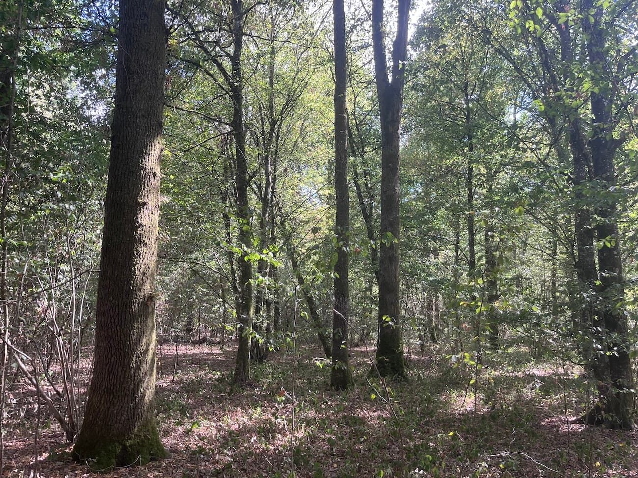Belle forêt de feuillus de 33 ha - Image 7