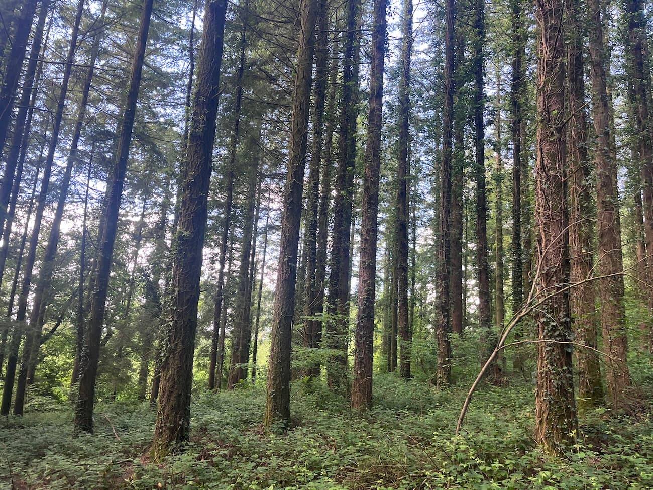Forêt mixte à bon potentiel dans le Morbihan - Image 11