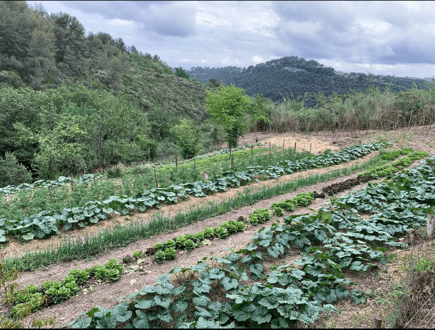 Terres agricoles - 1.2 ha - Chemin des Collets - Image 3