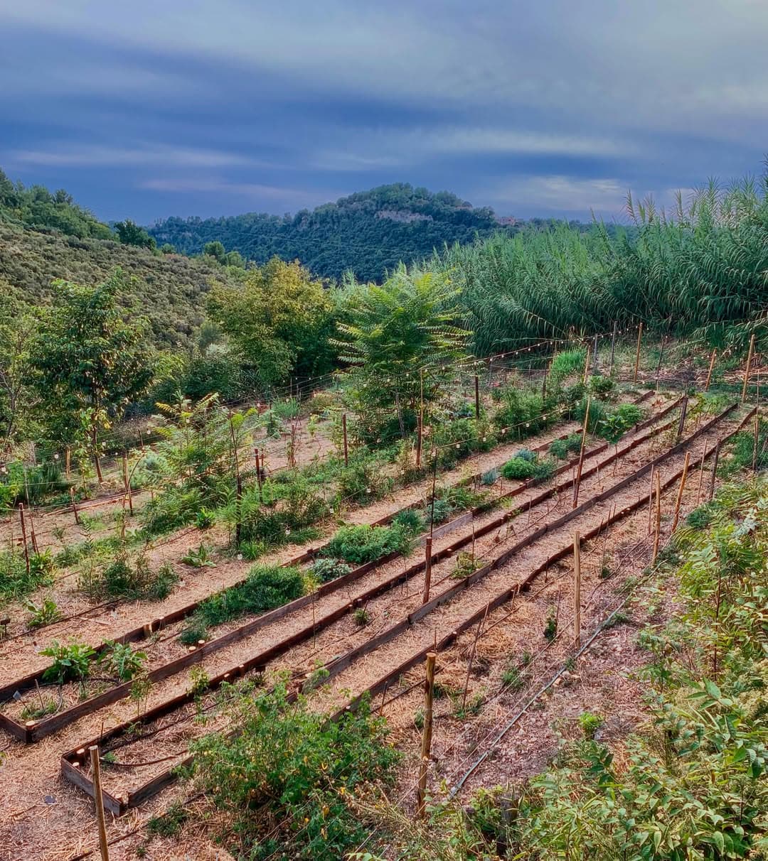 Terres agricoles - 1.2 ha - Chemin des Collets