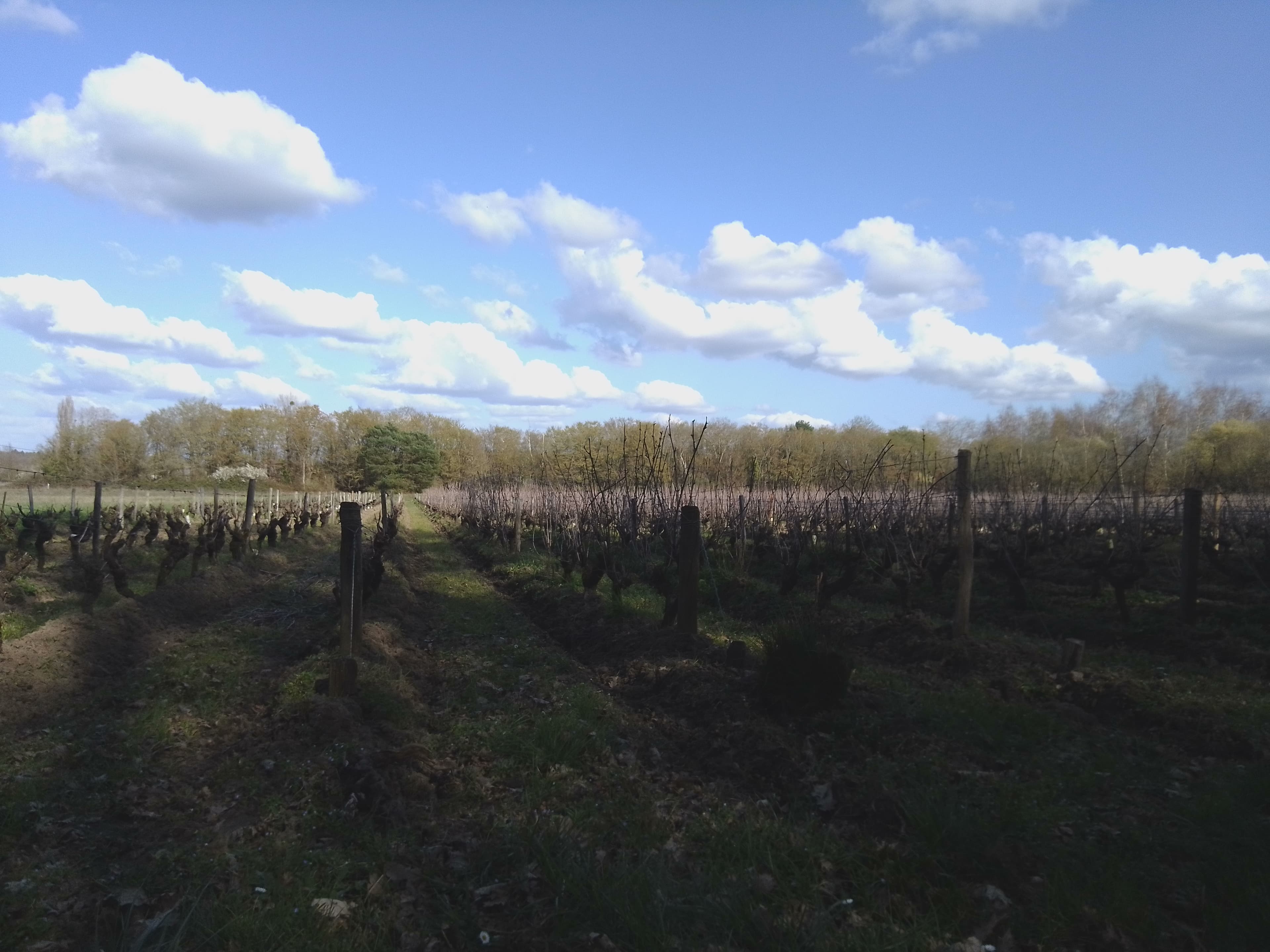 Domaine viticole Bio de 7.2 ha à Sassay (41) - Image 2