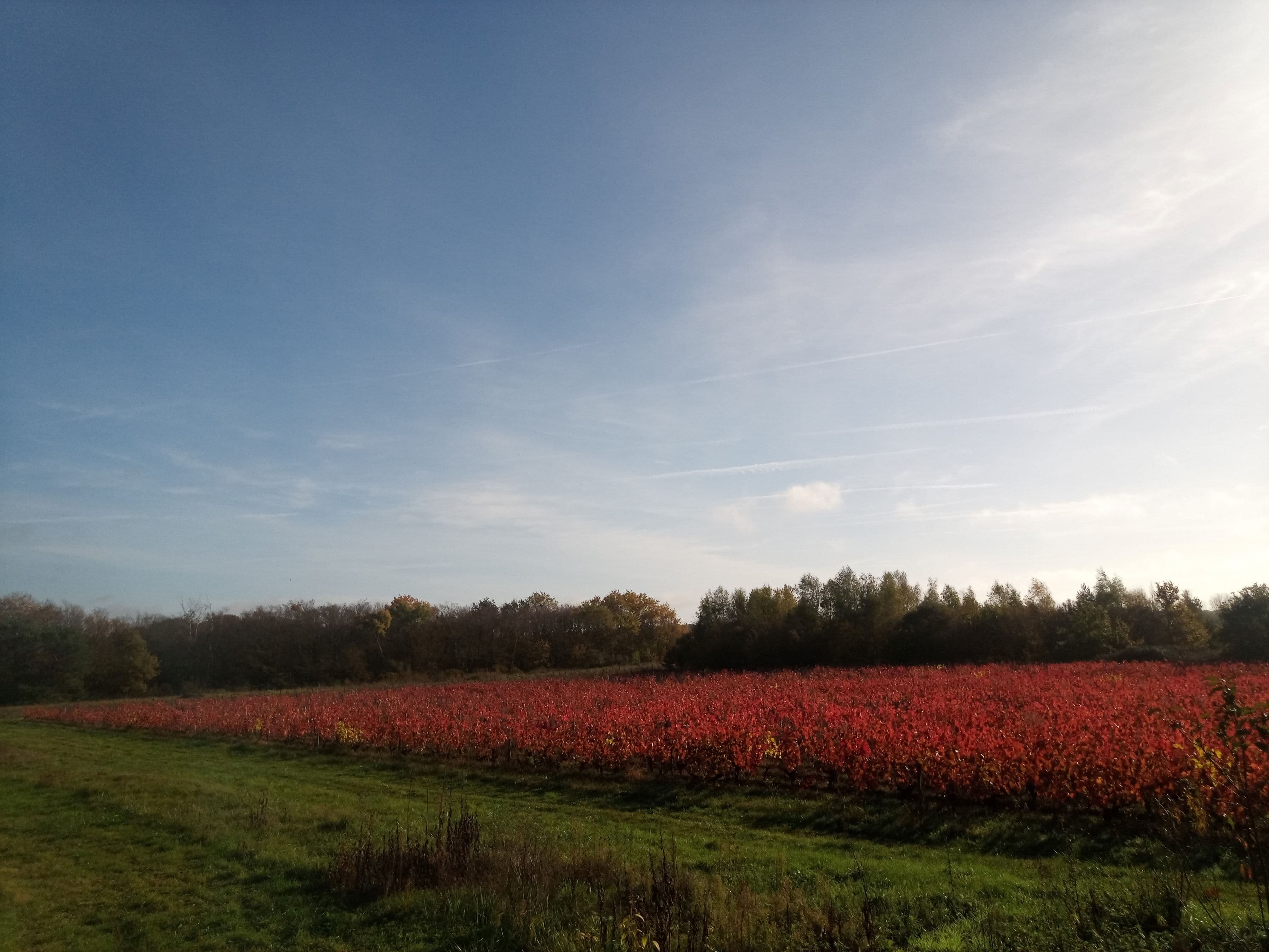 Domaine viticole Bio de 7.2 ha à Sassay (41)