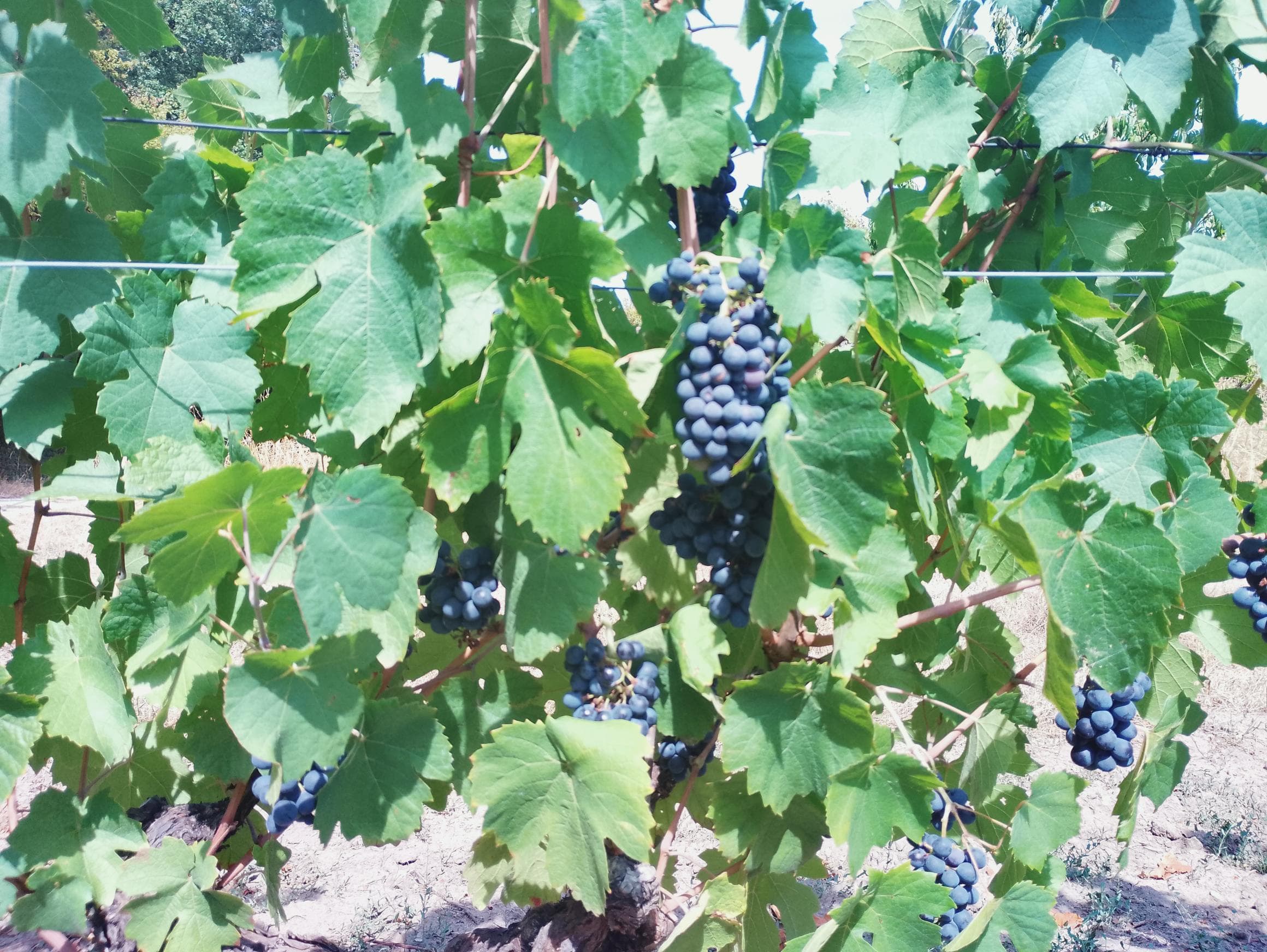 Domaine viticole Bio de 7.2 ha à Sassay (41) - Image 3