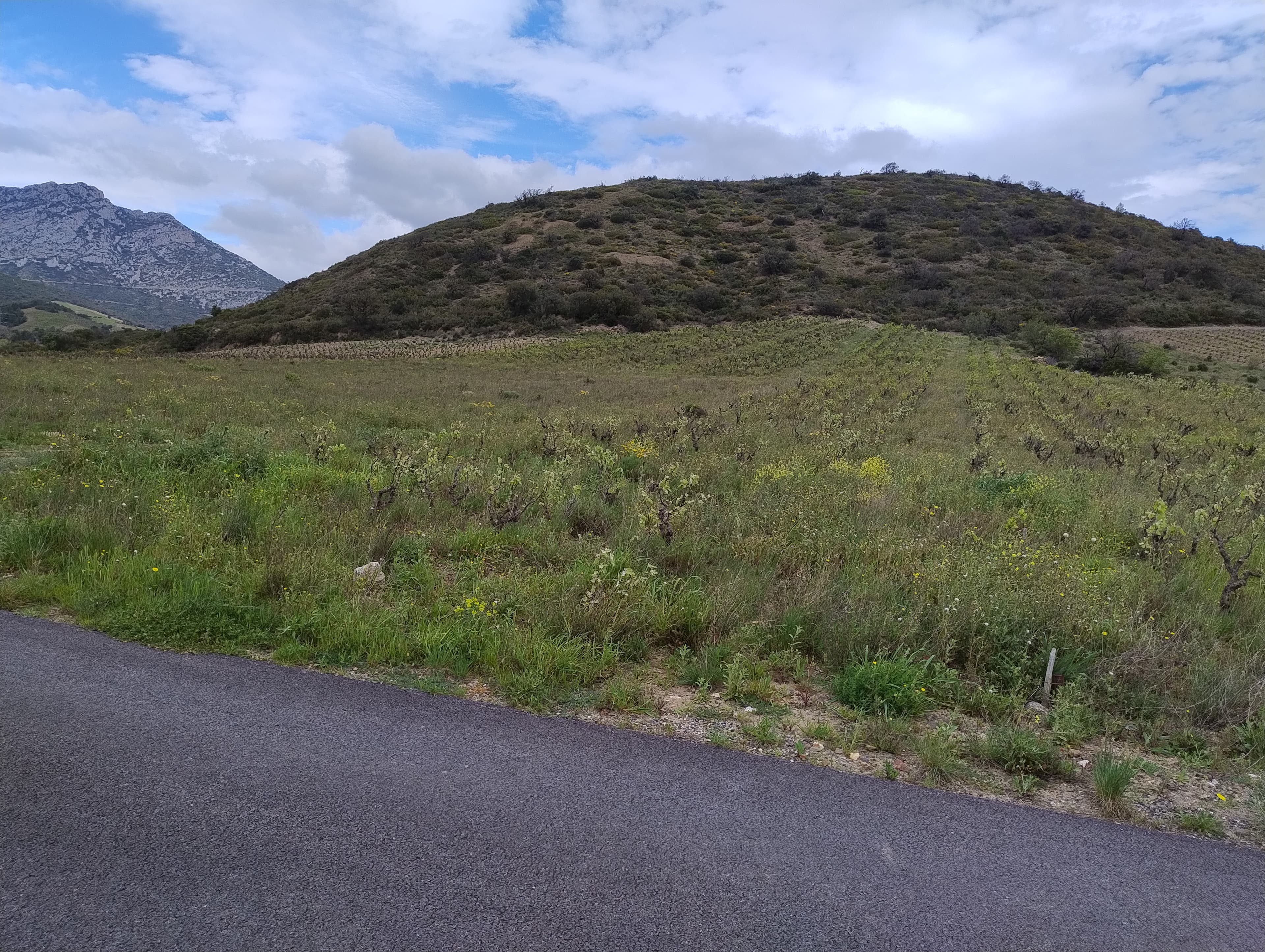 Vignoble - 1.3 ha - Maury - Image 3
