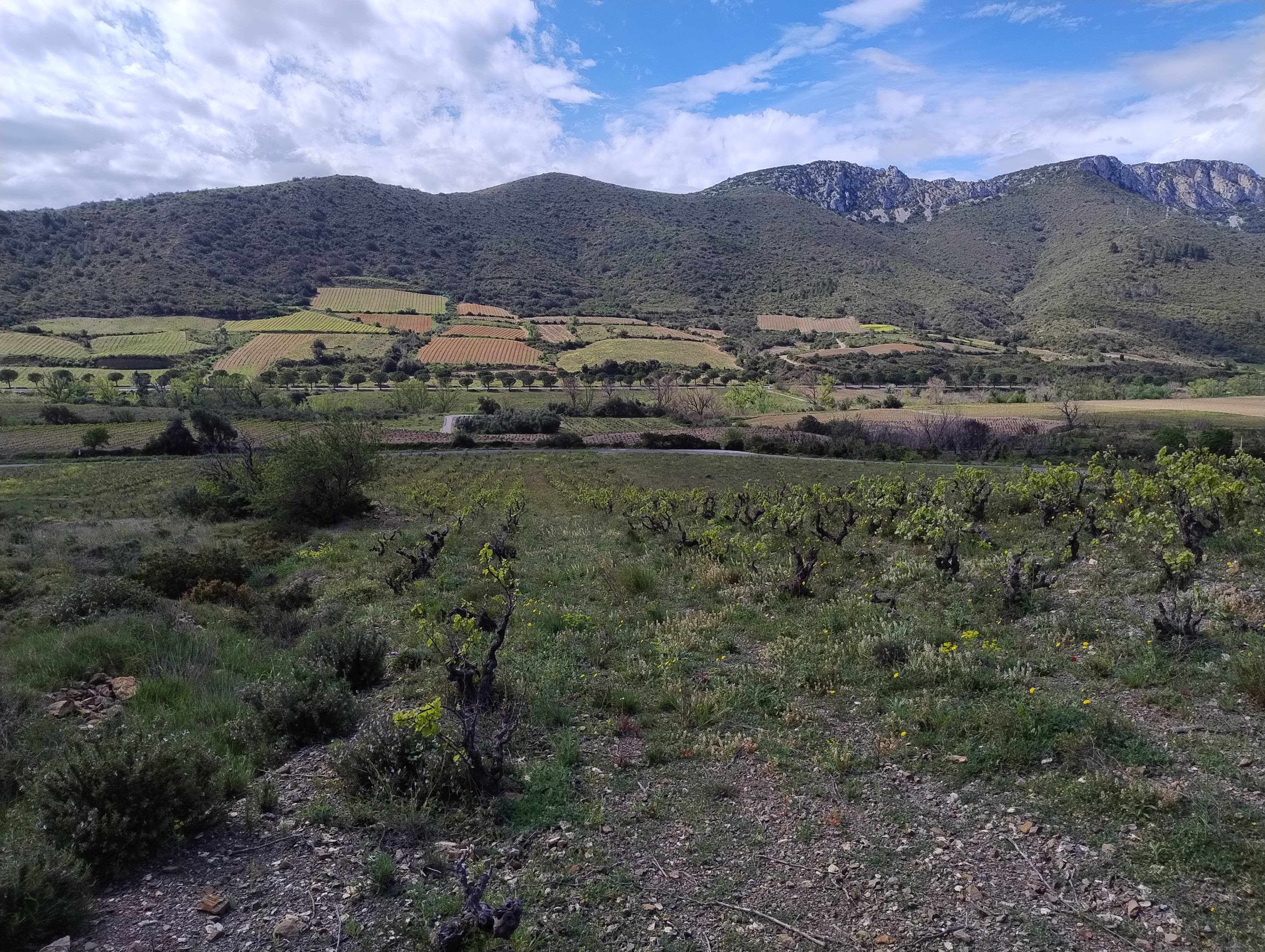 Vignoble - 1.3 ha - Maury - Image 2