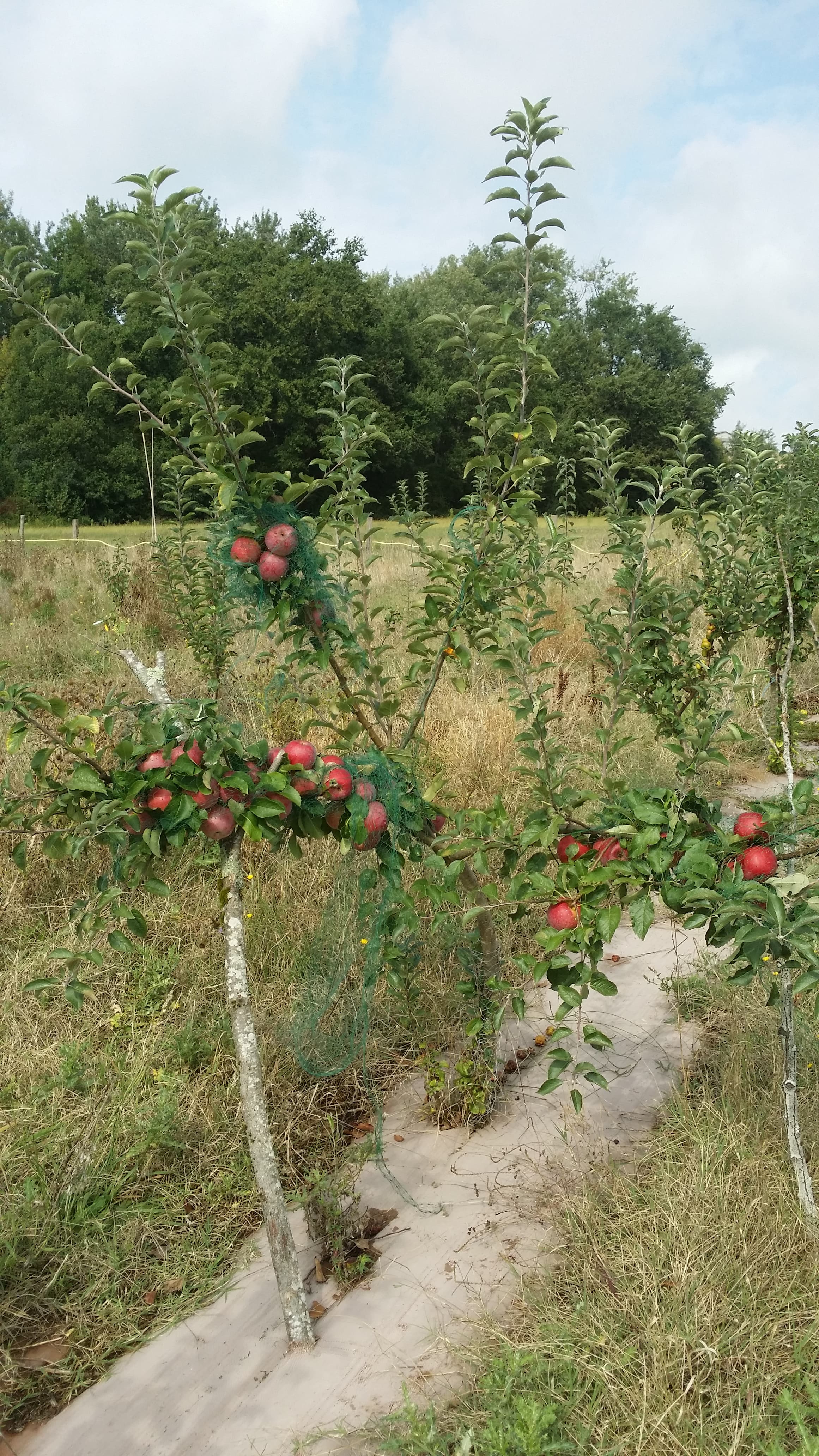 Terres agricoles — Ovins viande - 2.5 ha - Graulhet