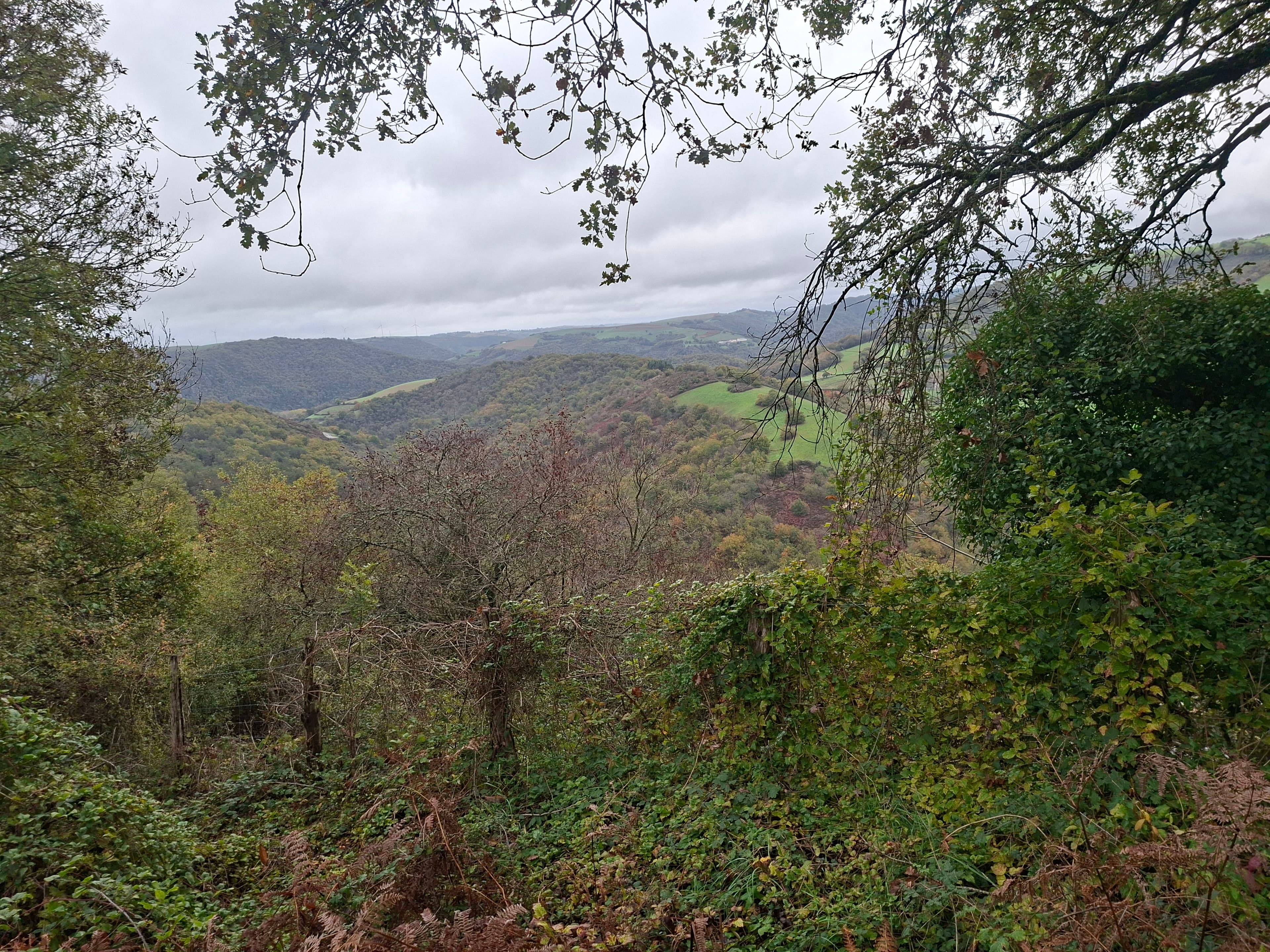 Forêt - 5.7 ha - Ambialet