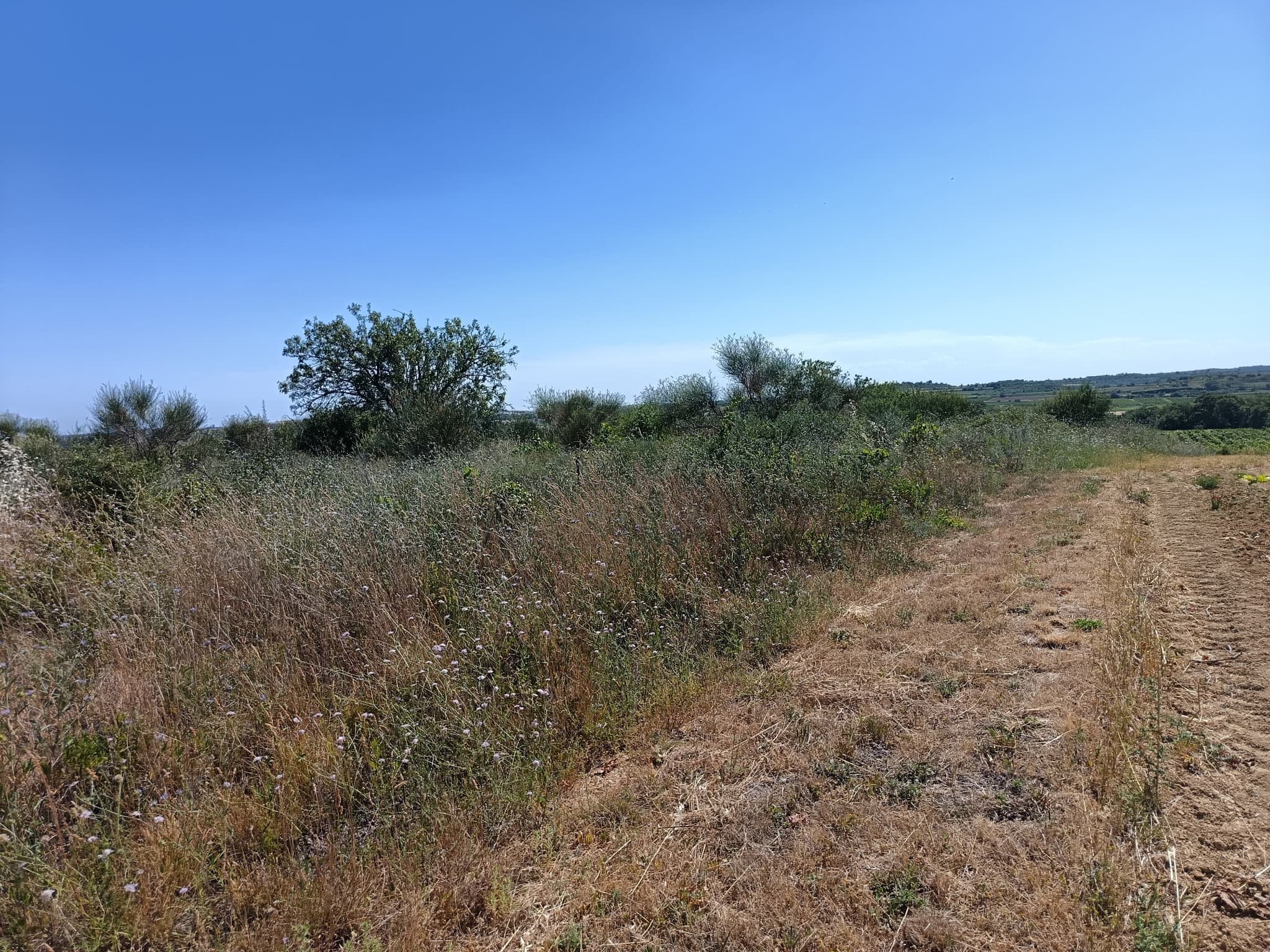Terres agricoles - 0.1 ha - Abeilhan