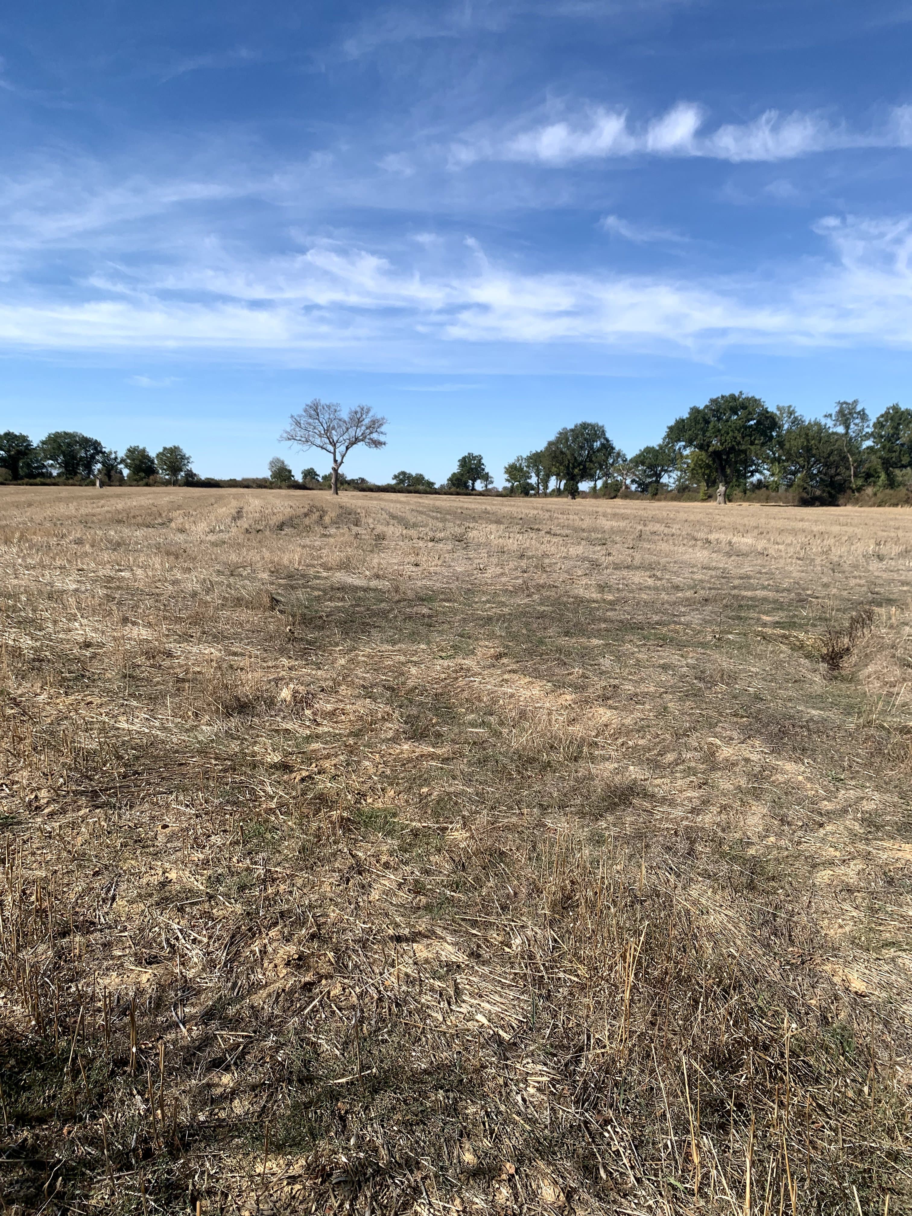Terres céréalières - 55.0 ha - Chaillac