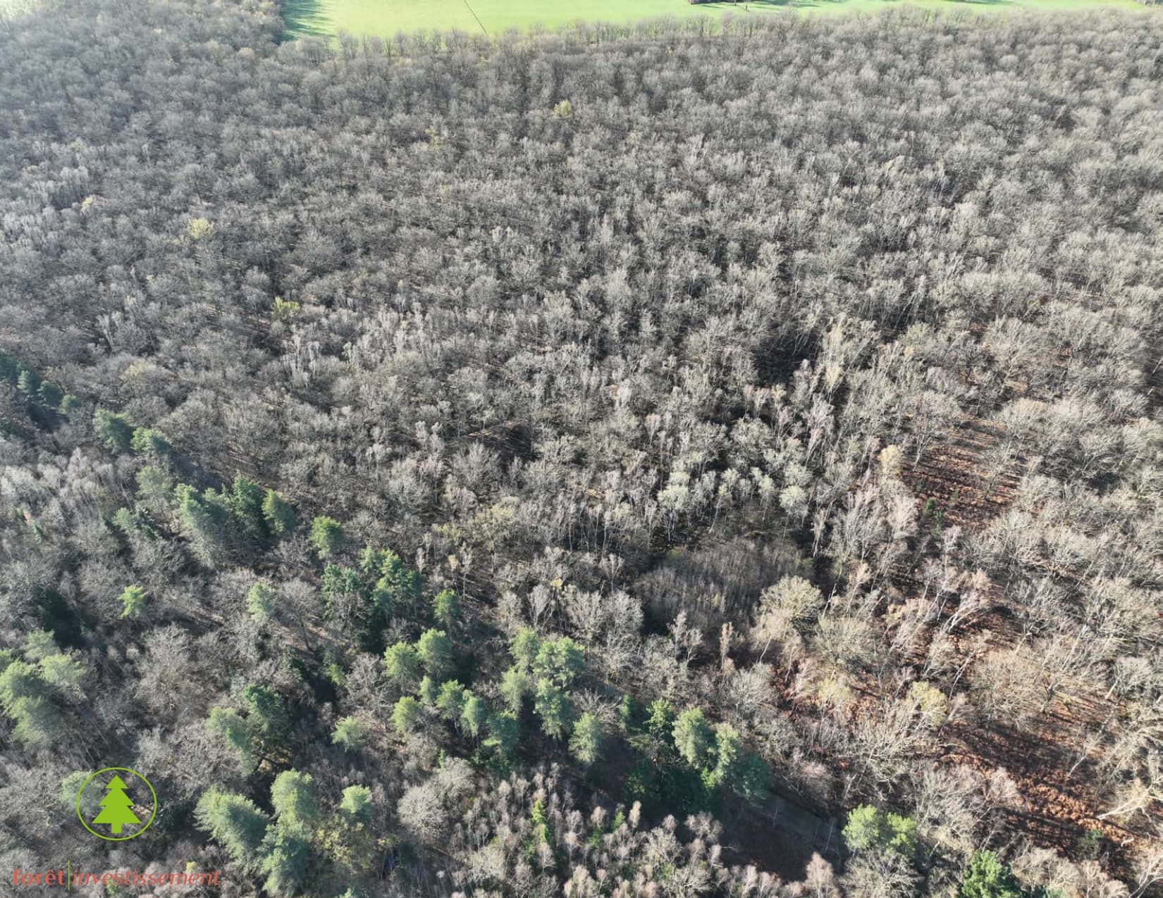 Forêt - 39.0 ha - Vitray - Image 3