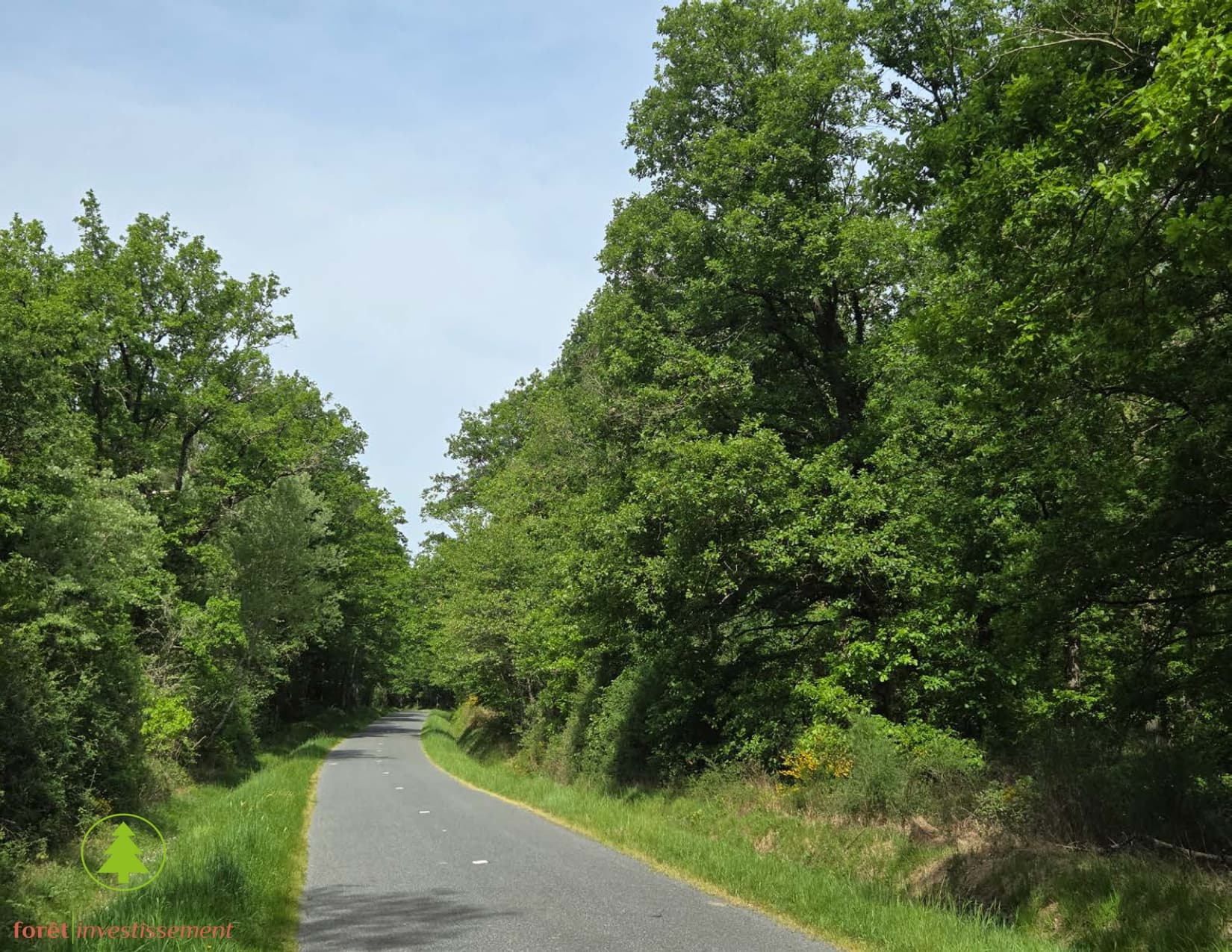 Forêt - 39.0 ha - Vitray - Image 5