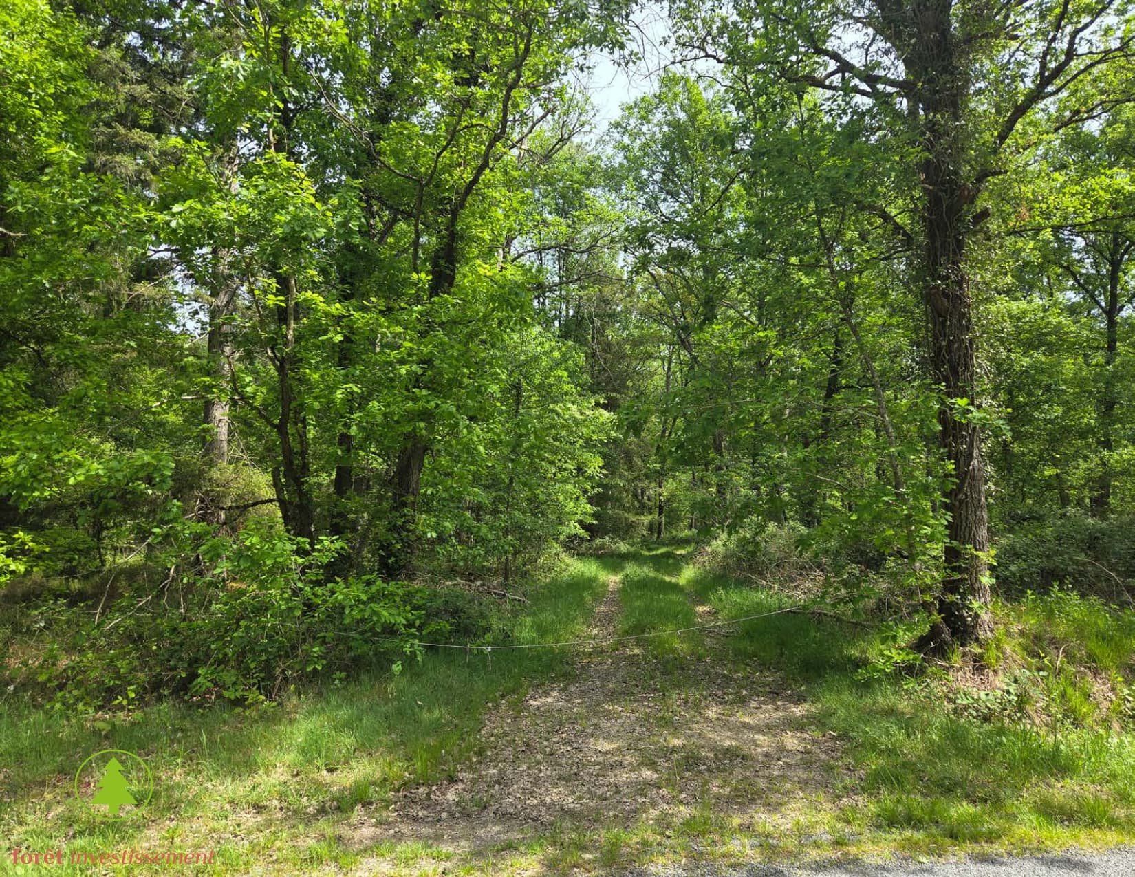 Forêt - 39.0 ha - Vitray
