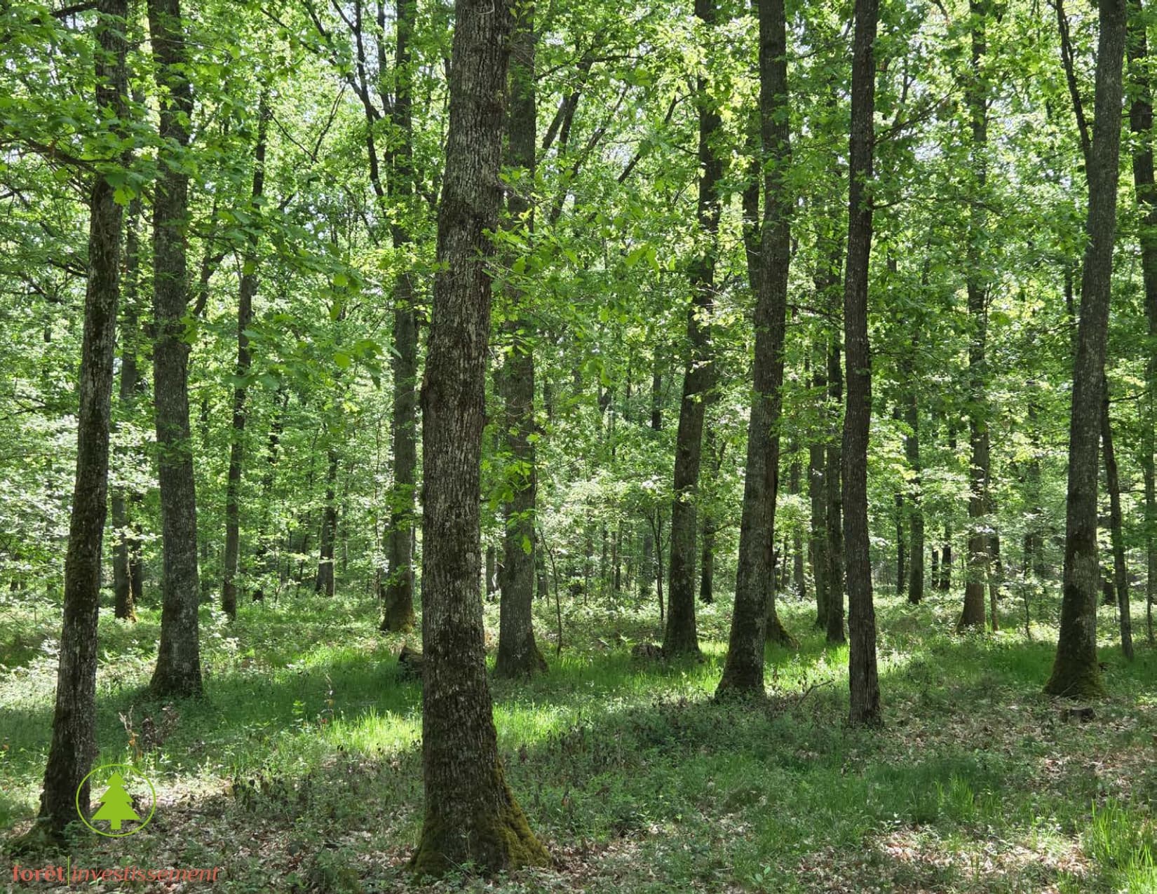 Forêt - 39.0 ha - Vitray - Image 2