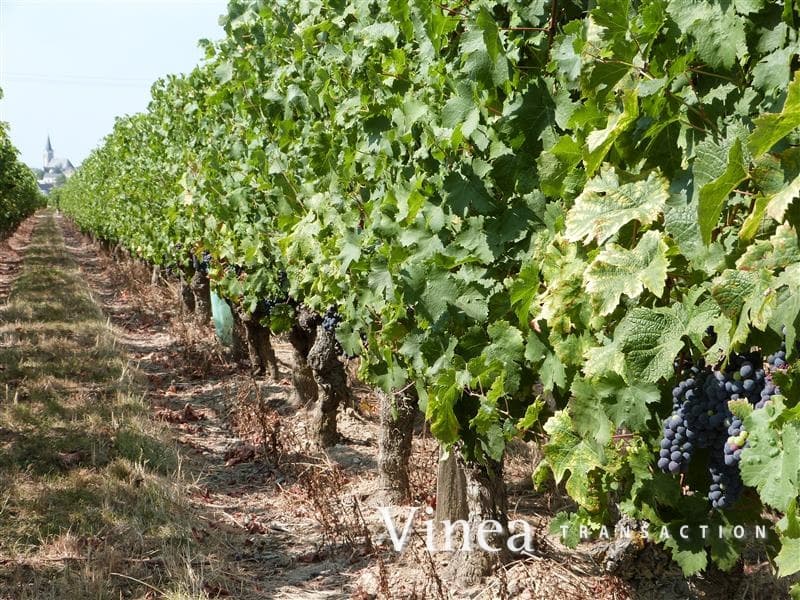 Terres agricoles - 17.0 ha - Saint-Lambert-du-Lattay - Image 3