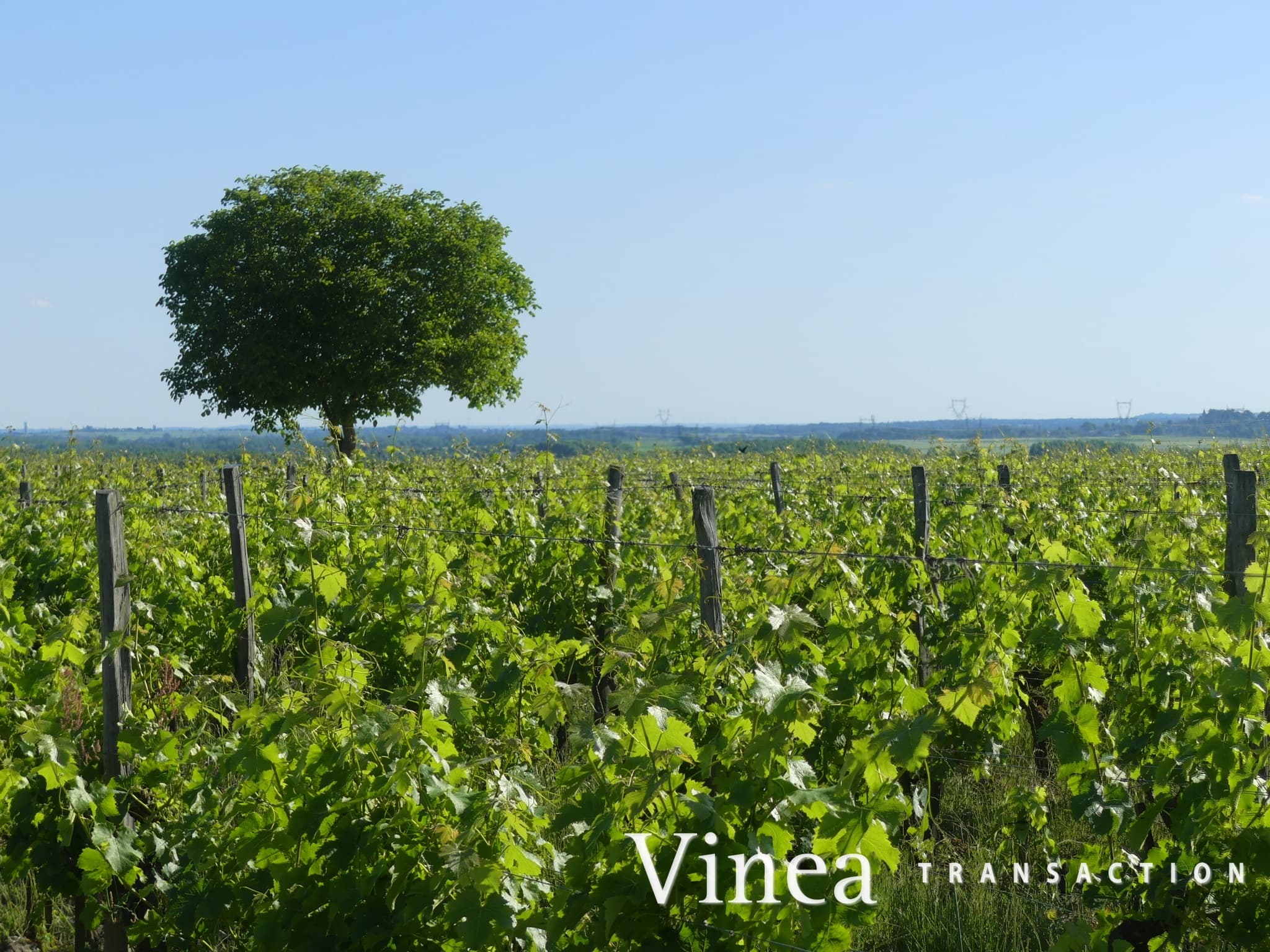 Terres agricoles - 17.0 ha - Saint-Lambert-du-Lattay