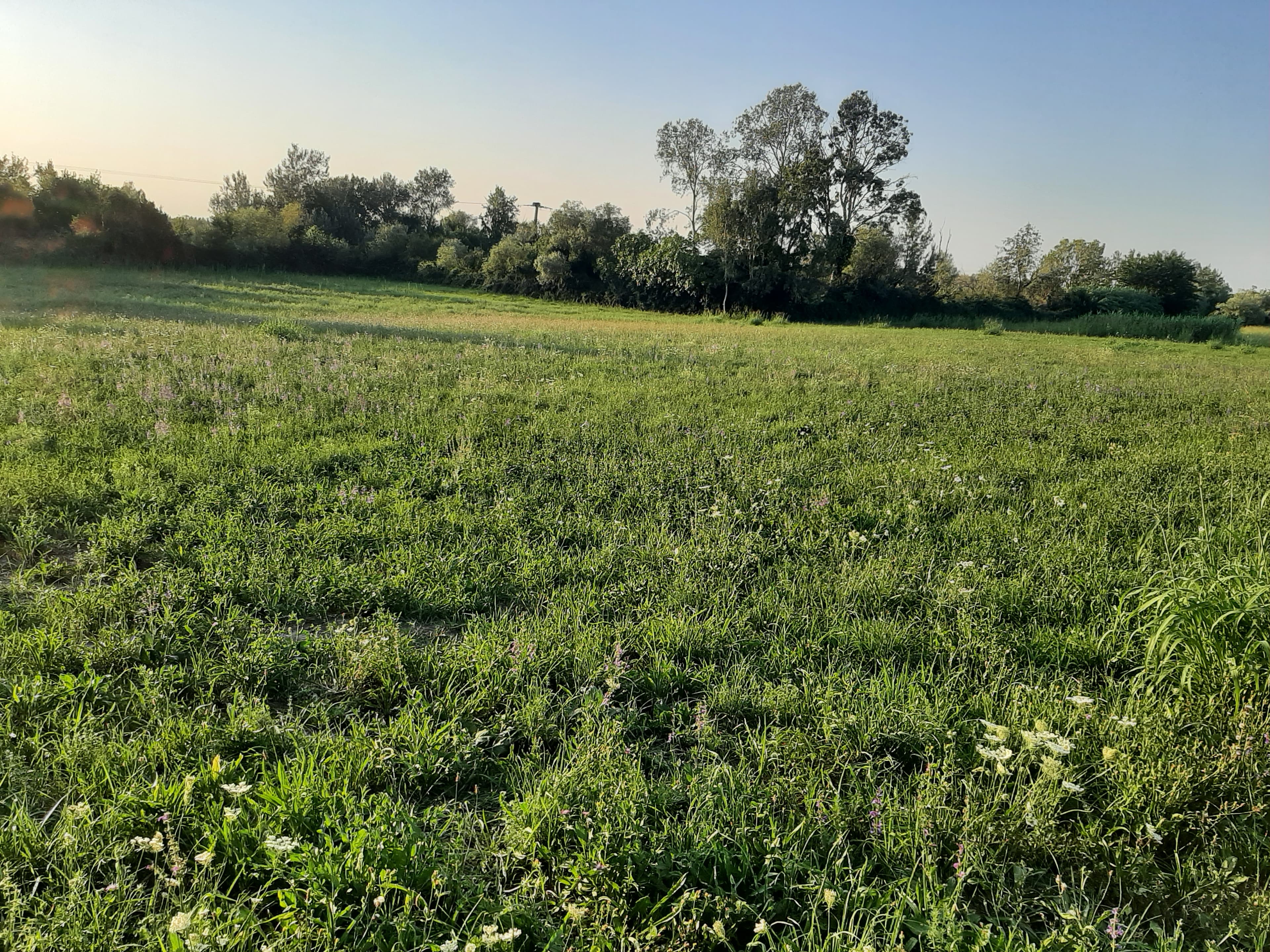 Terres agricoles - 2.7 ha - Arles - Image 5