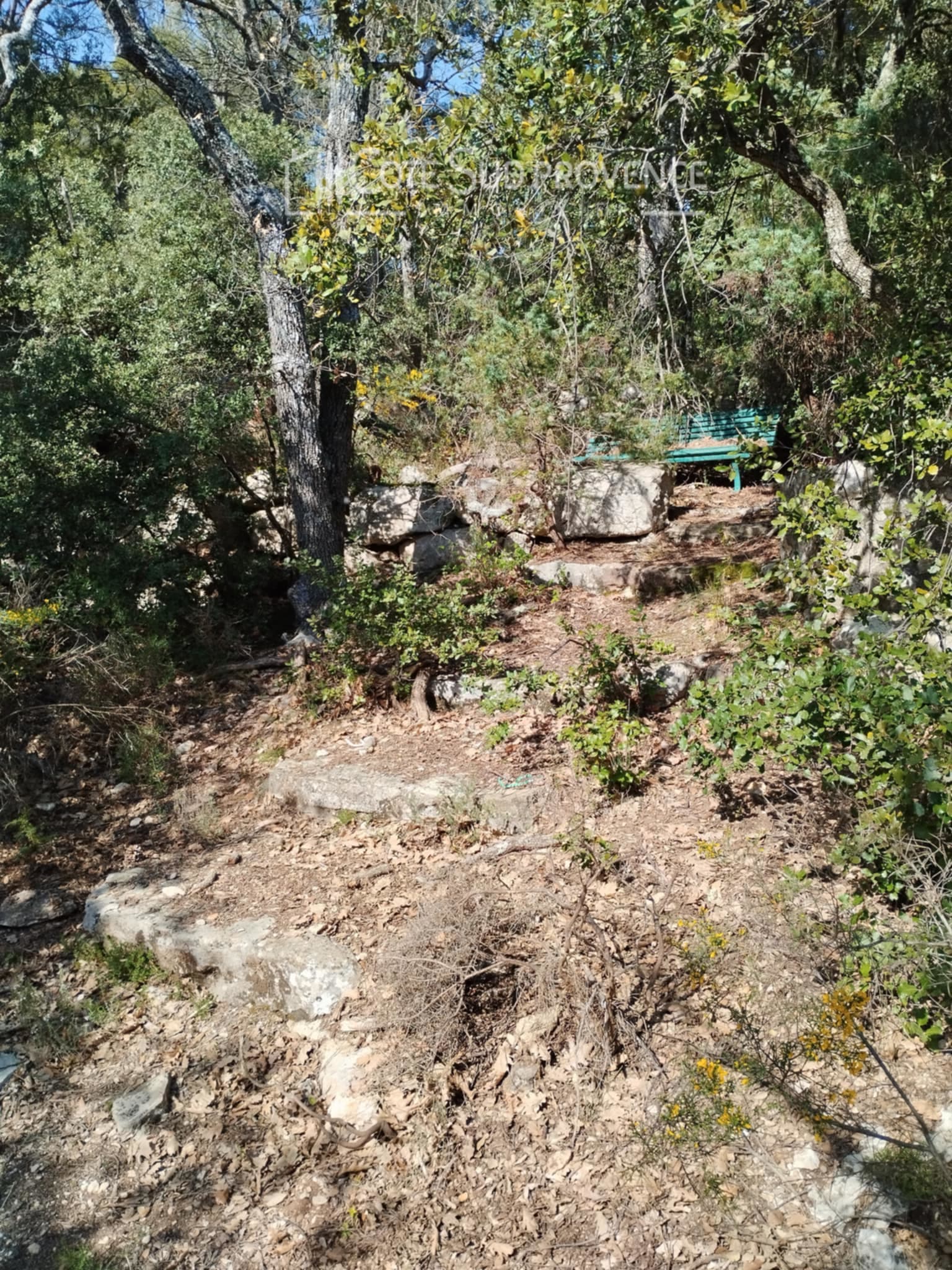 Forêt - 3.8 ha - Chemin du Vas - Image 2
