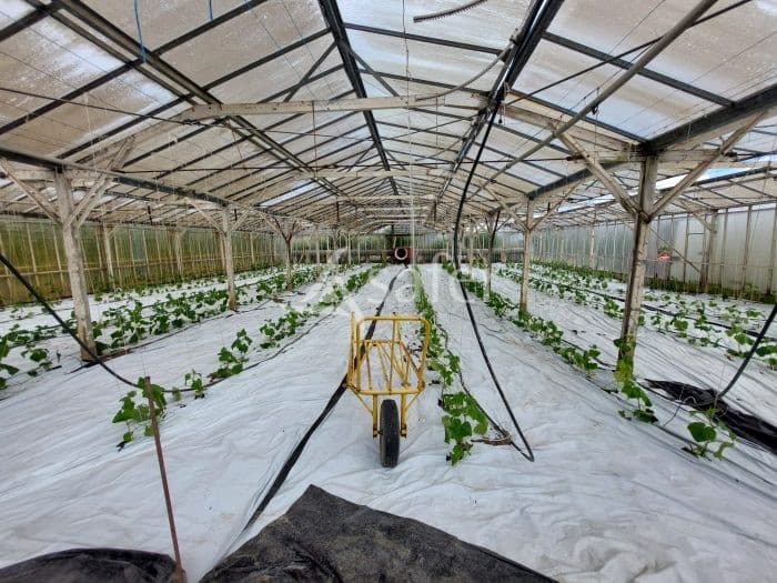 Exploitation Maraîchère/horticulture - Terres agricoles et clientèle - 6.2 ha - - Image 11