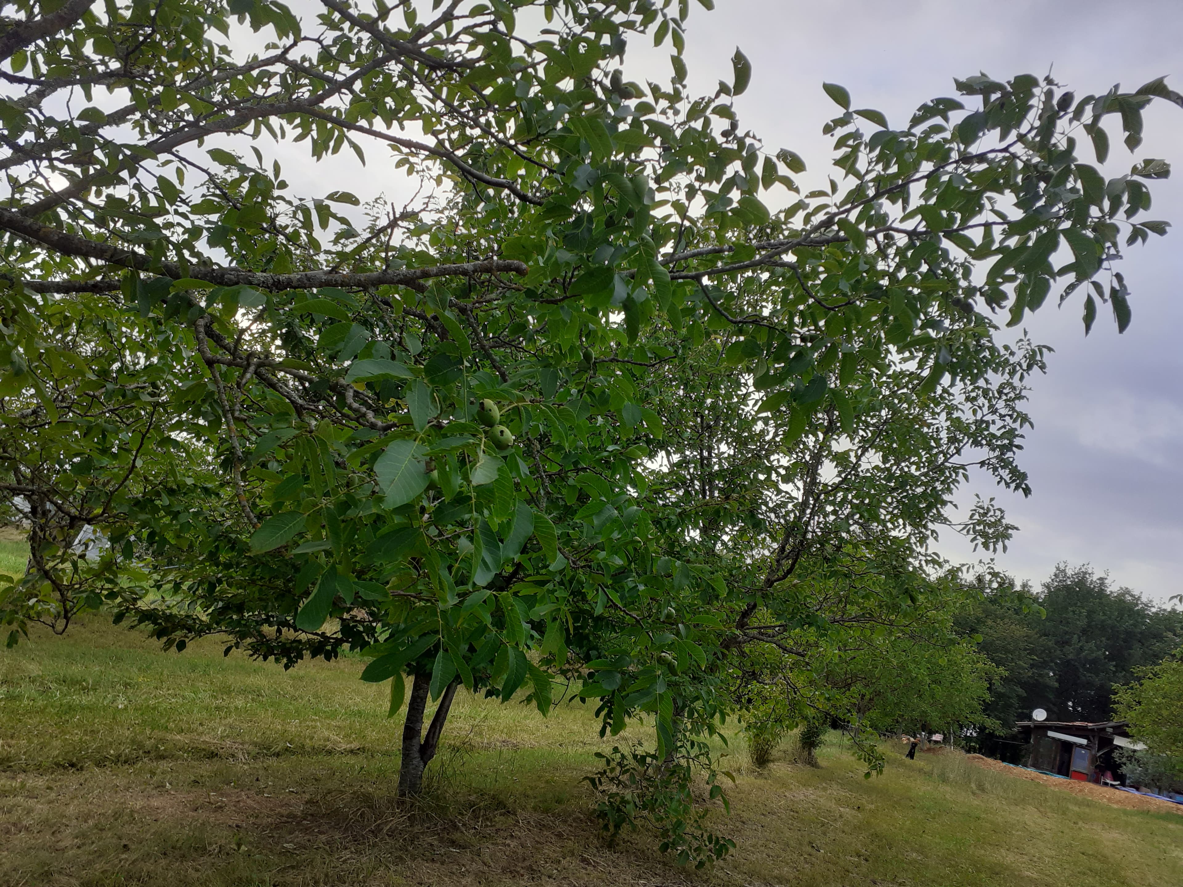 Terres agricoles - 26.7 ha - Monsac - Image 3