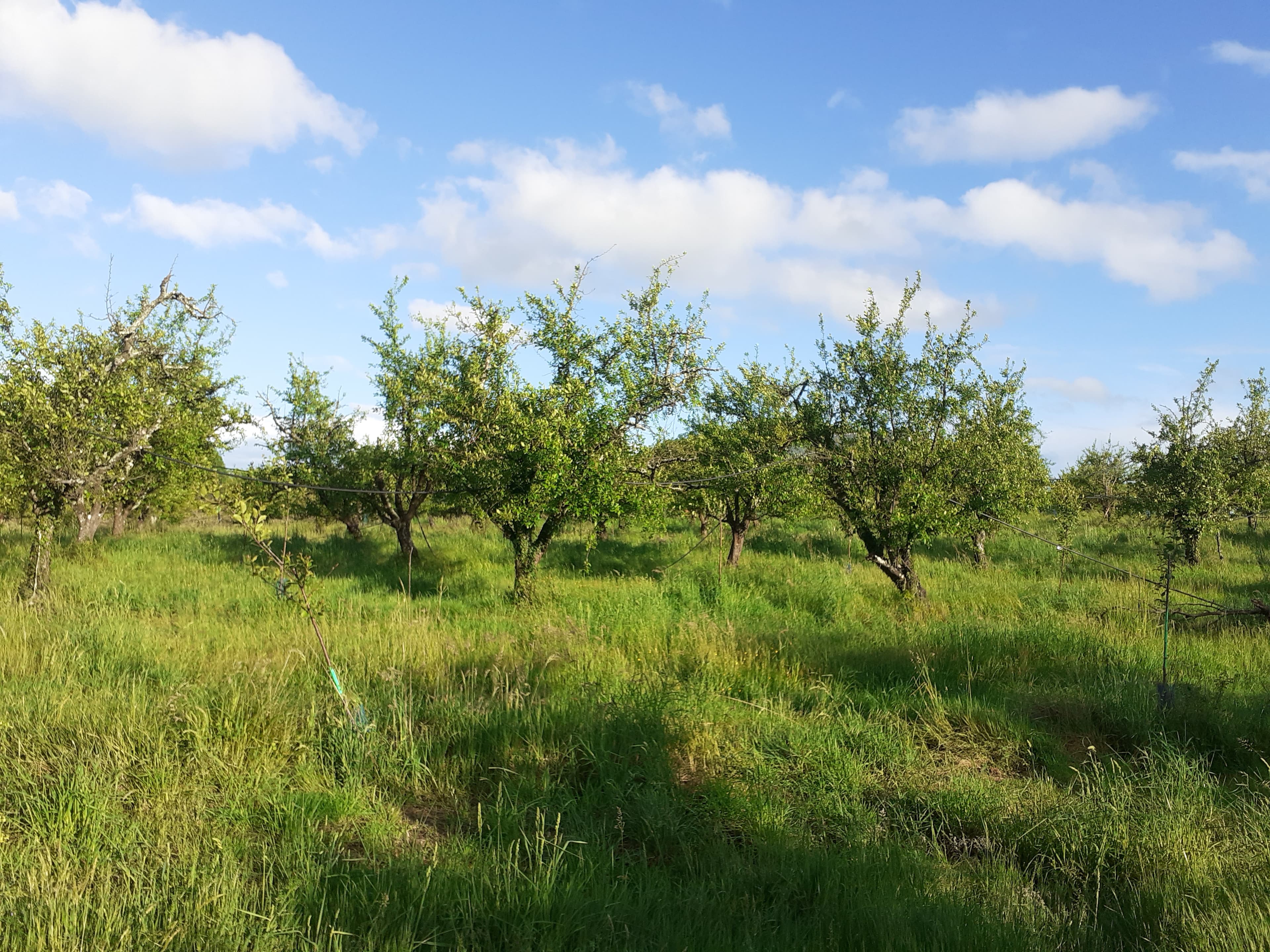 Terres agricoles - 26.7 ha - Monsac