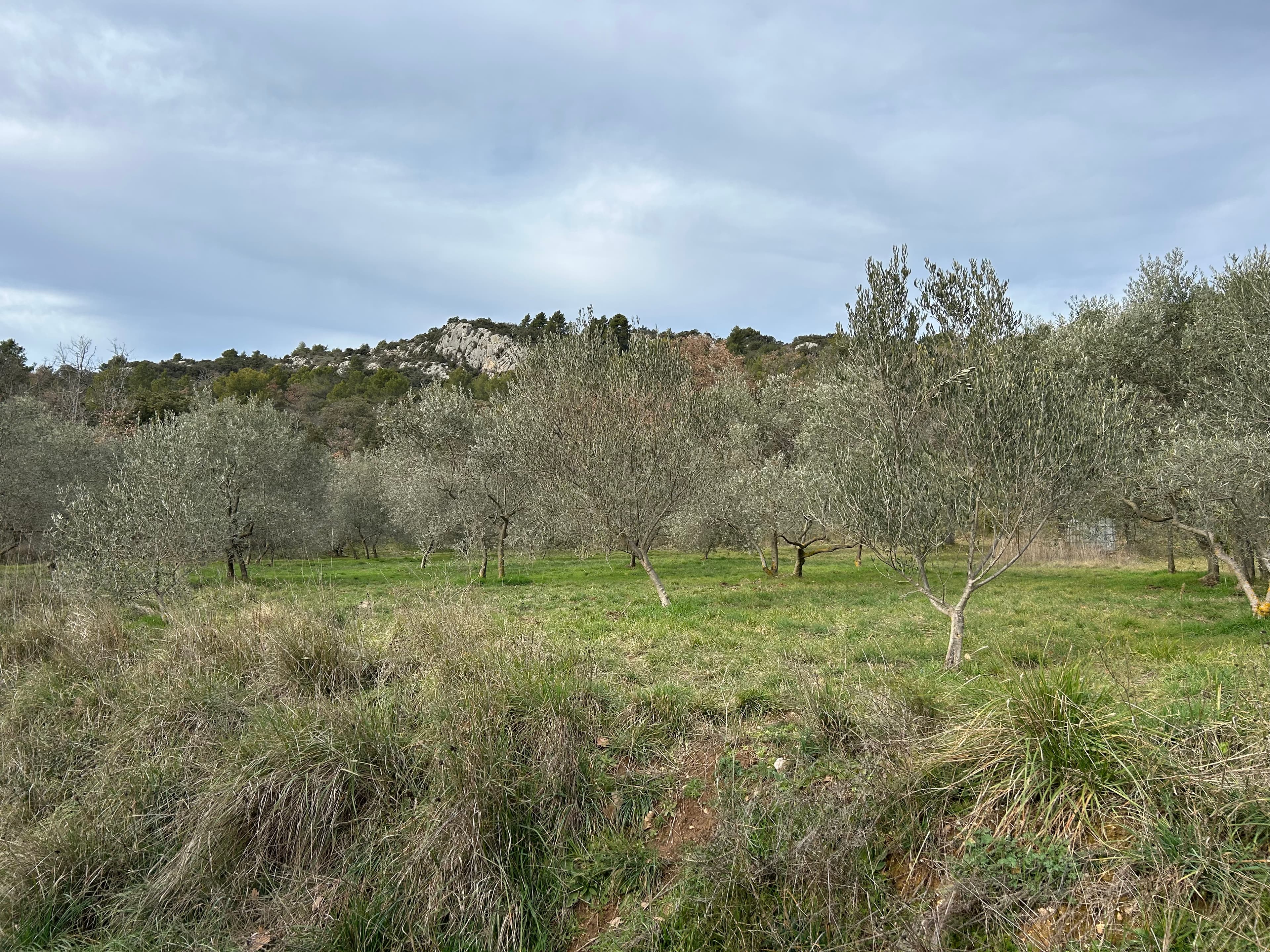 Terres agricoles - 0.3 ha - Rians - Image 8