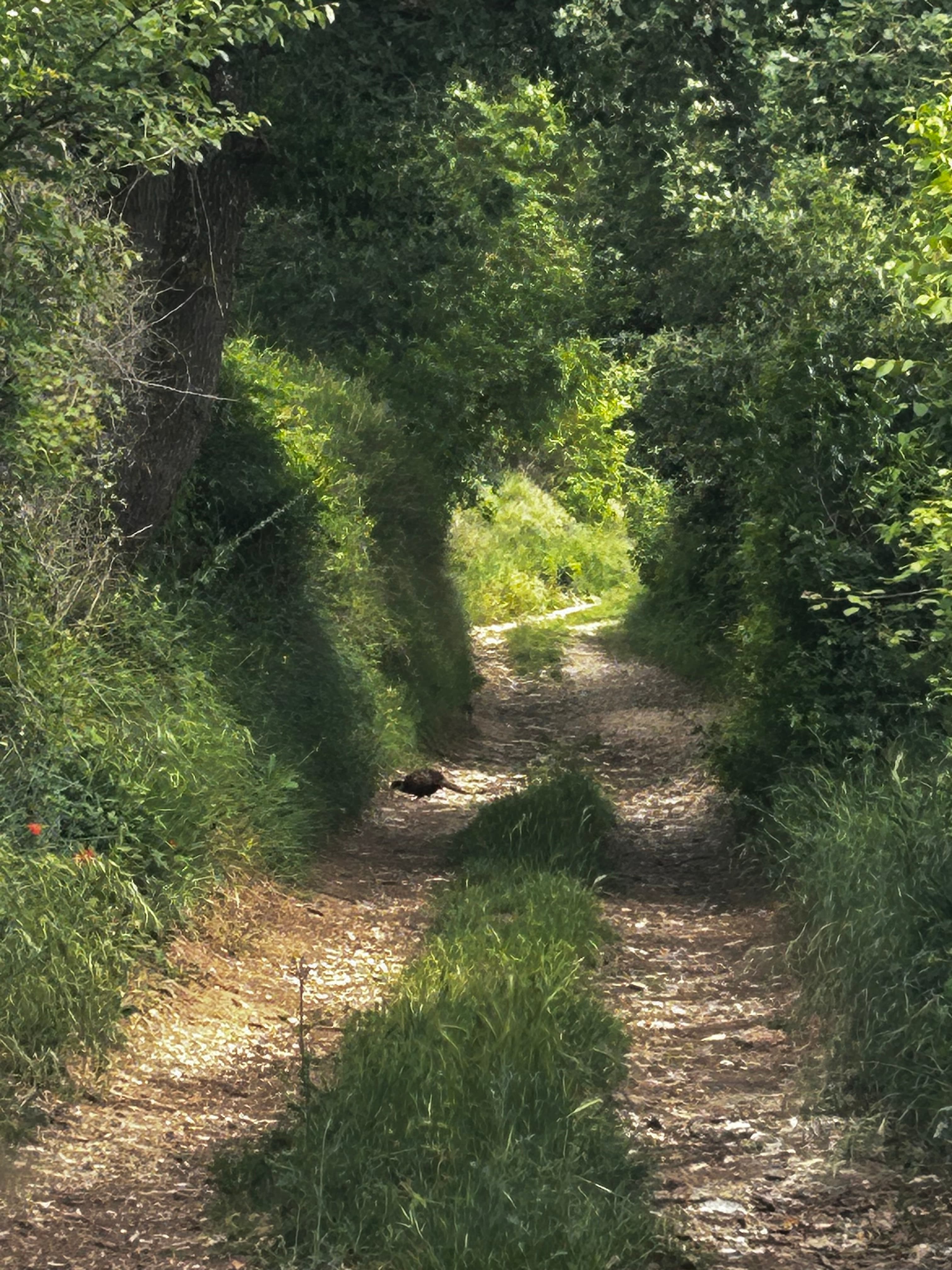 Terres agricoles - 0.3 ha - Rians - Image 6