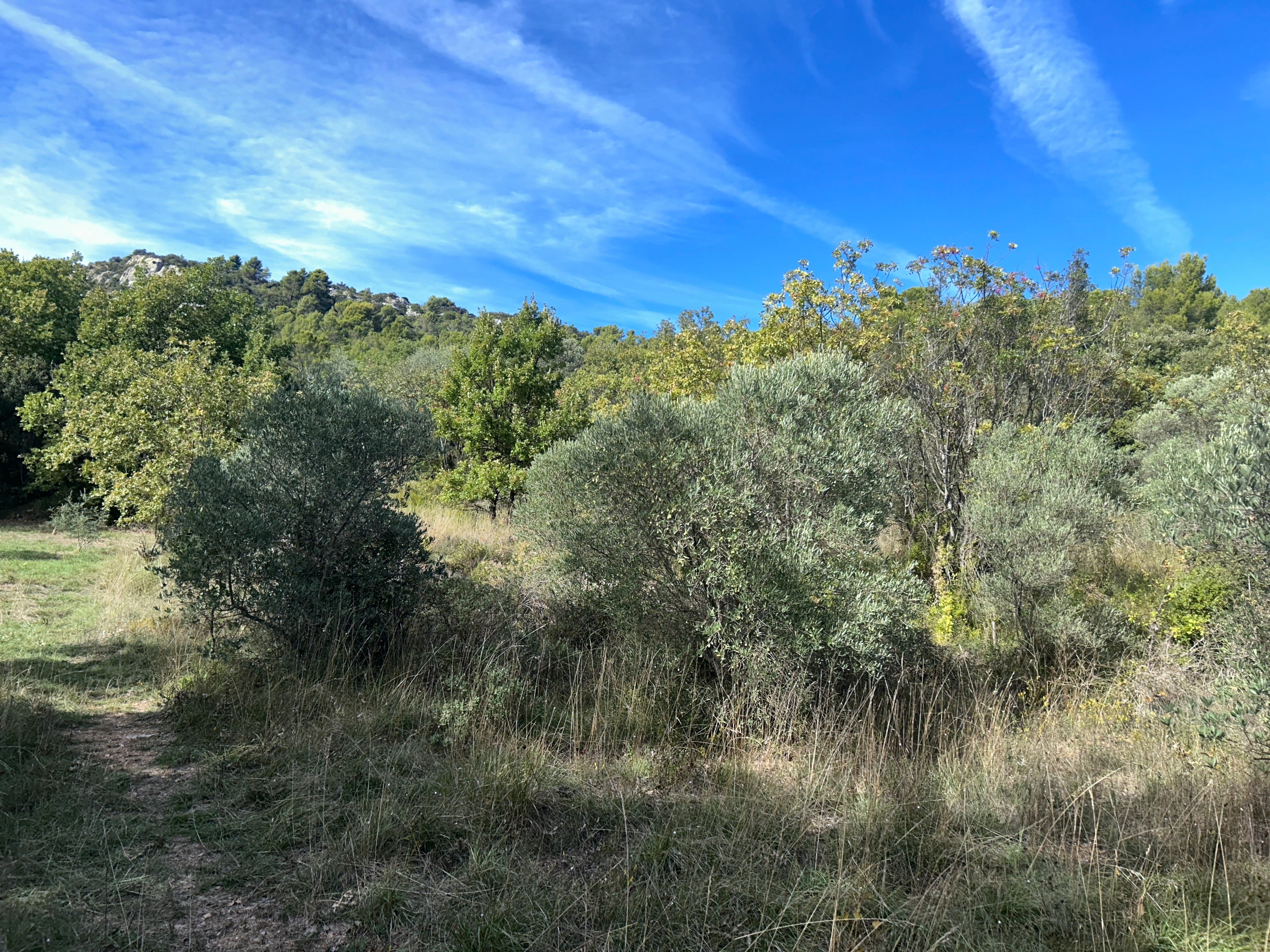 Terres agricoles - 0.3 ha - Rians